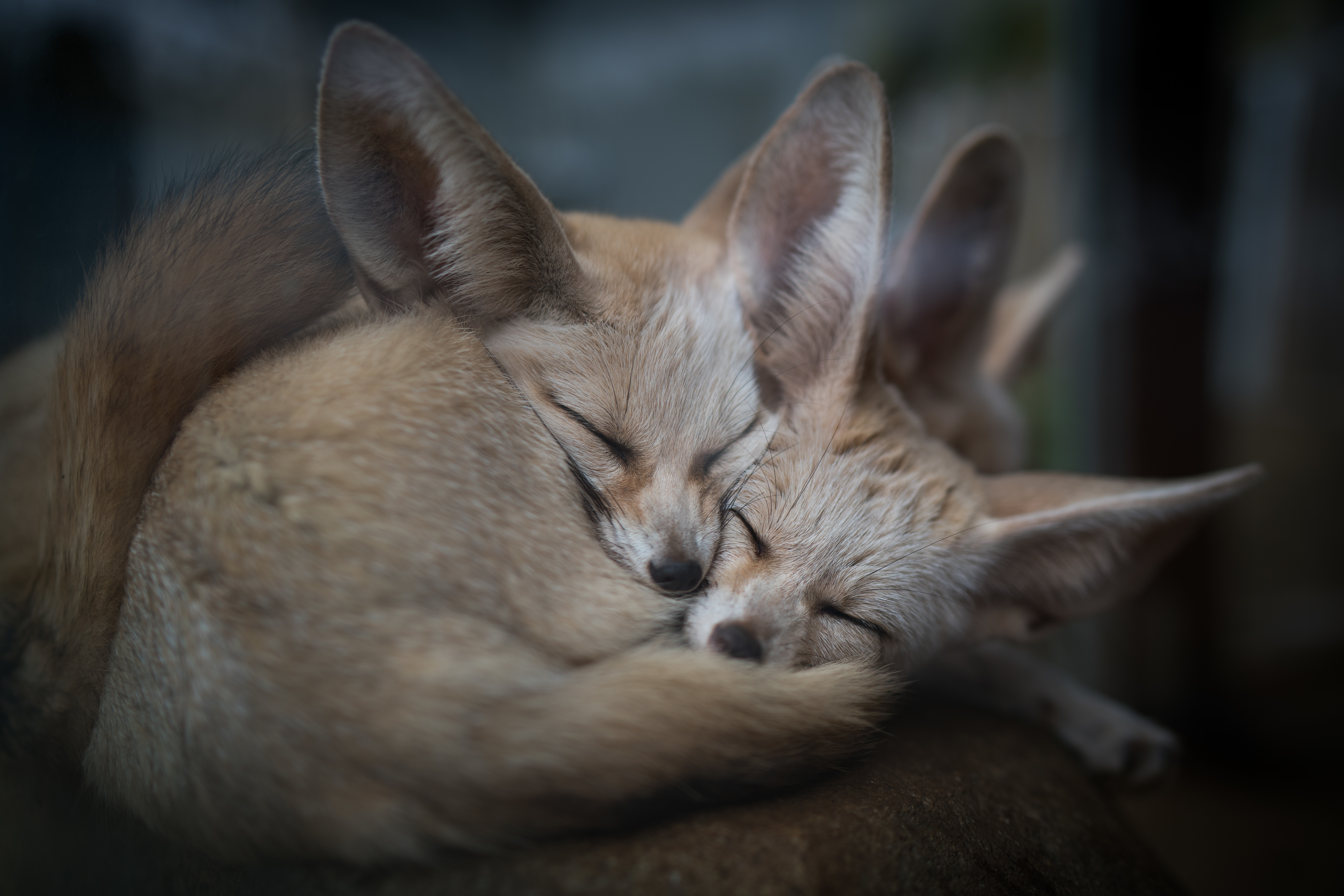Fennec Fox Love Sleeping 7439x4962