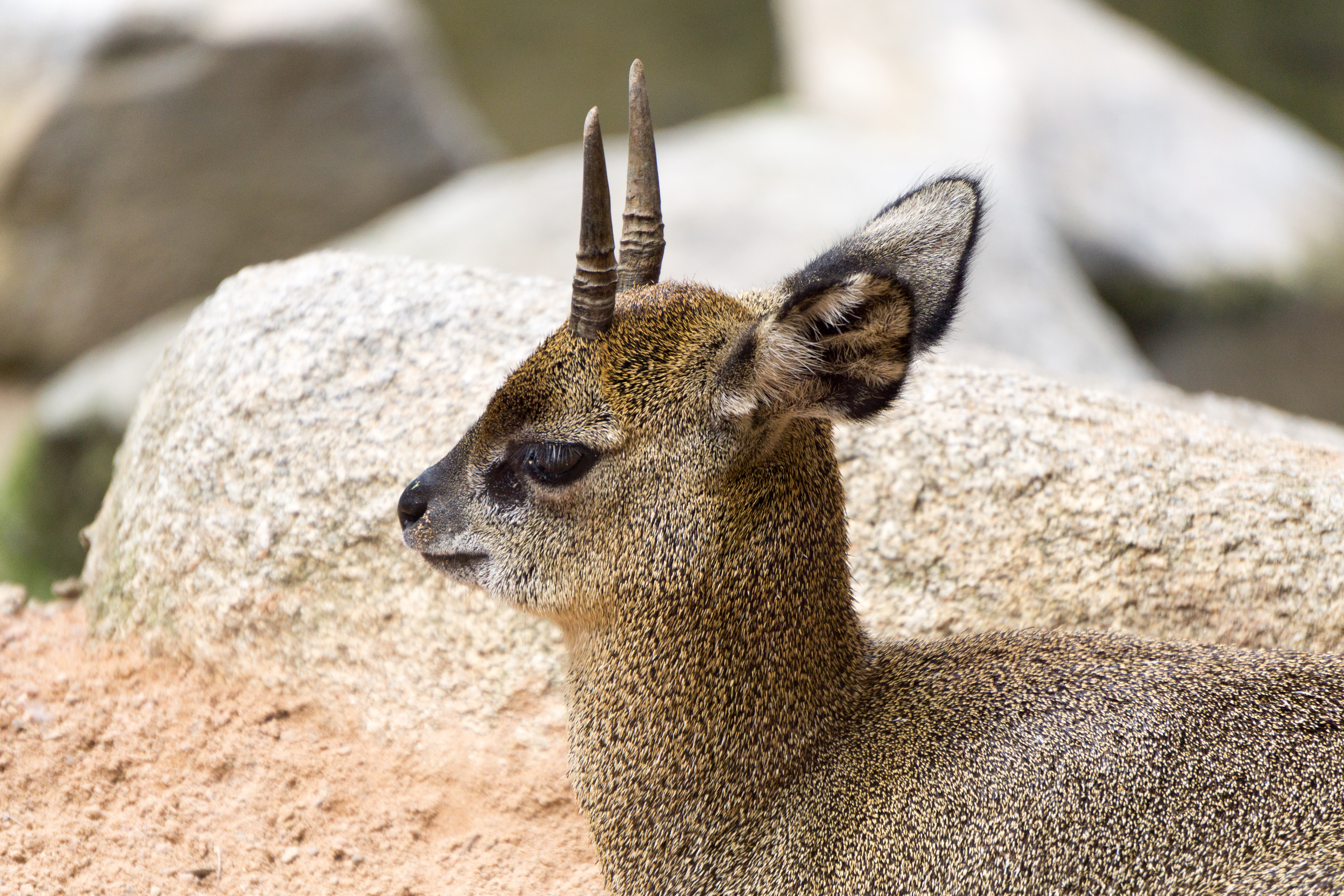 Animal Antelope Horns Klipspringer 6000x4000