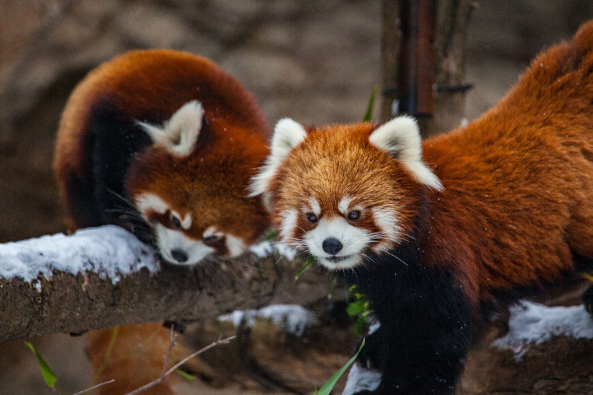 Chicago Red Panda Zoo 2048x1365