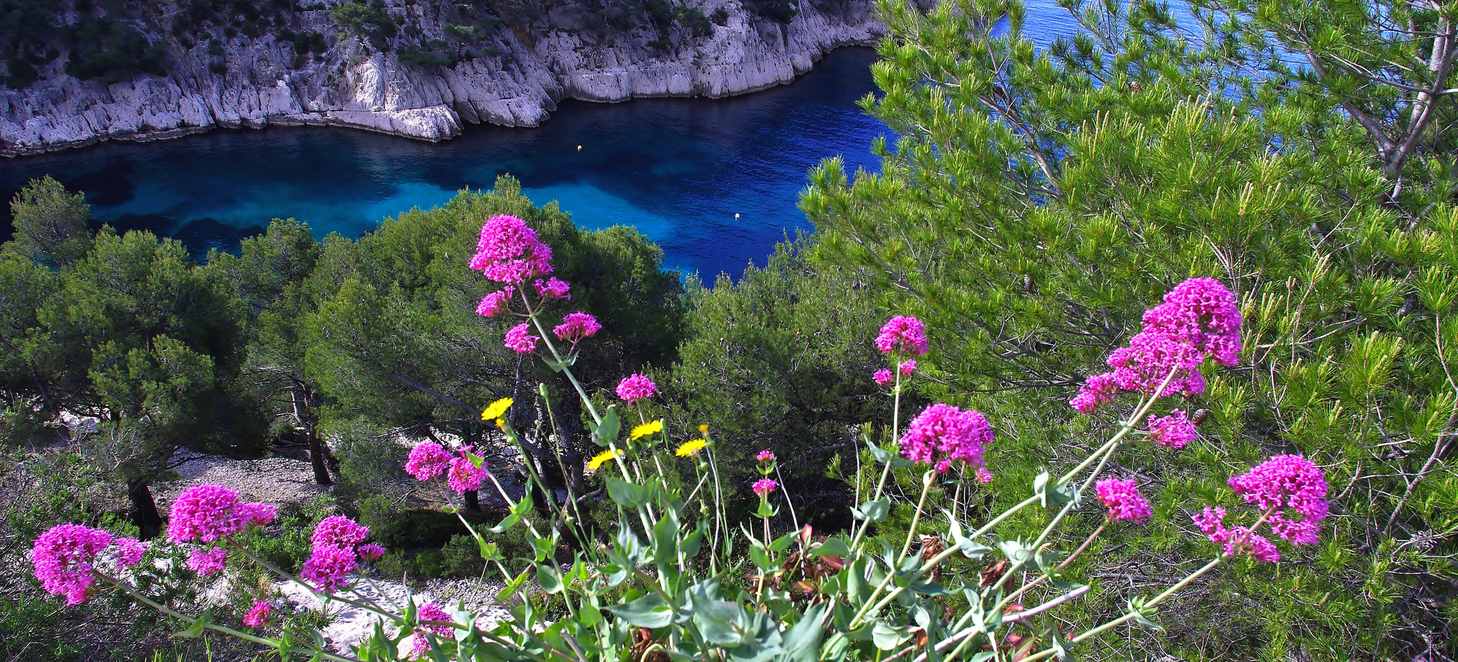 Calanque Coast Flower France French Riviera Seashore 4928x2239