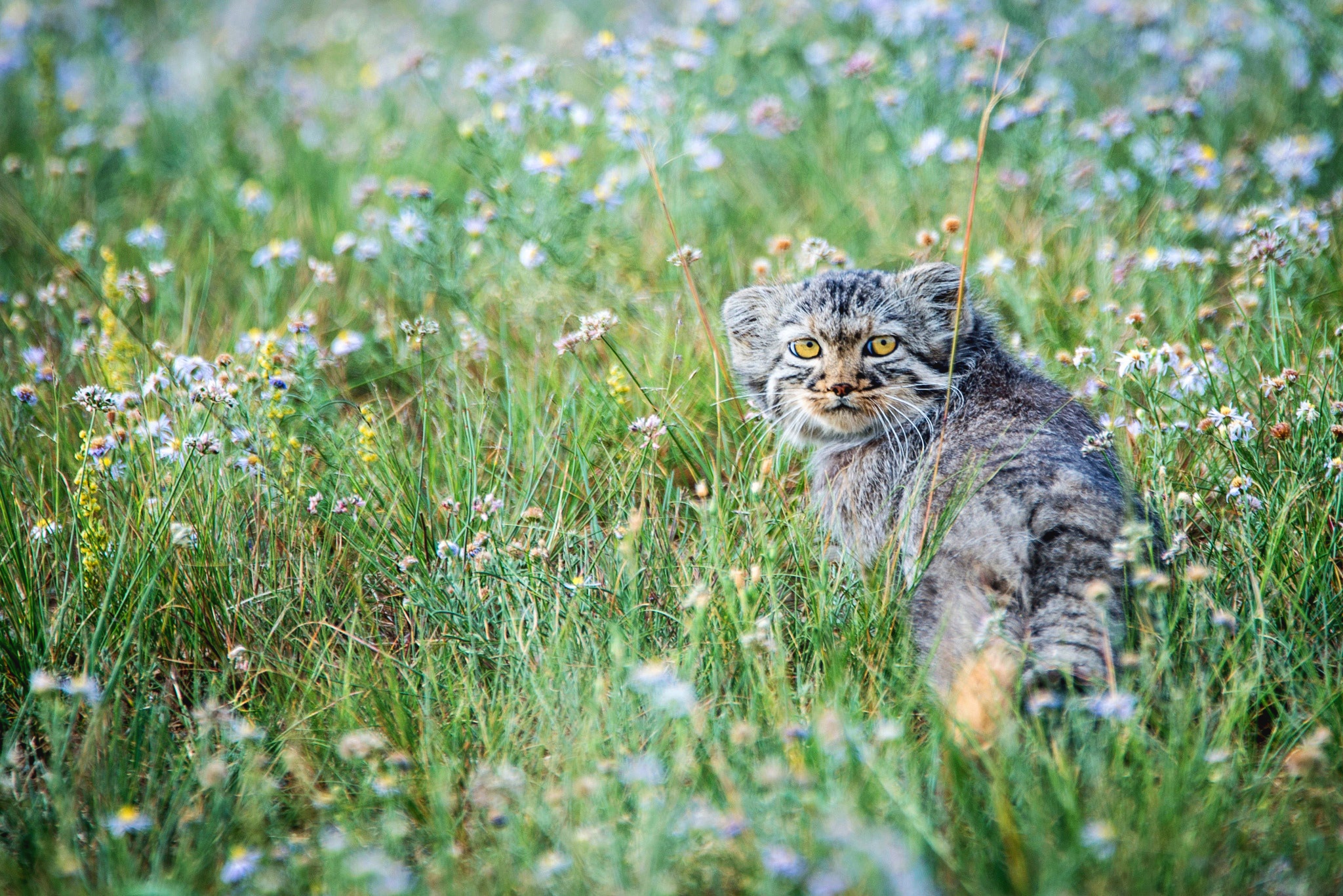Cat Grass Stare Wildcat Wildlife 2048x1367