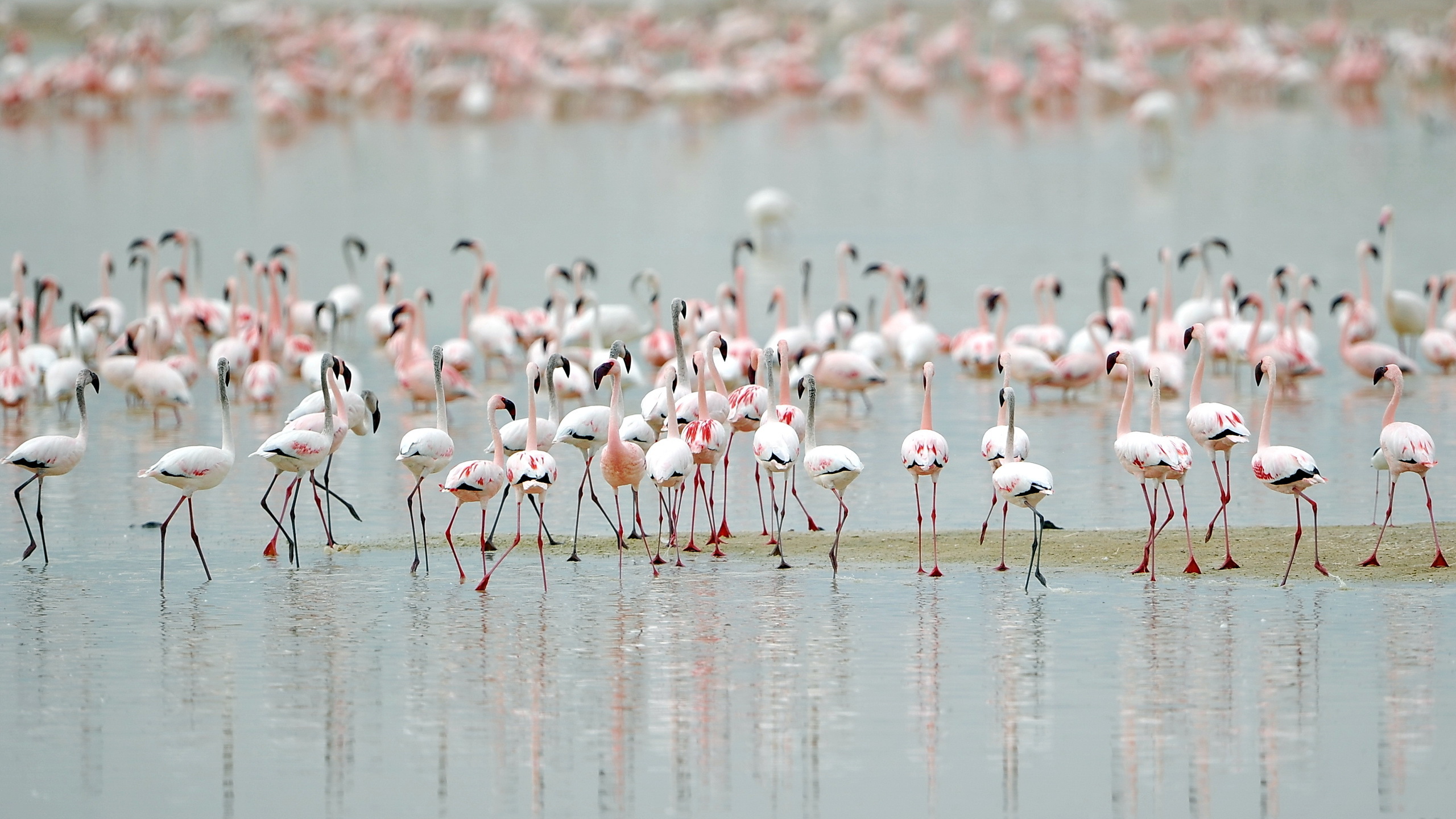 Animal Flamingo 2560x1440