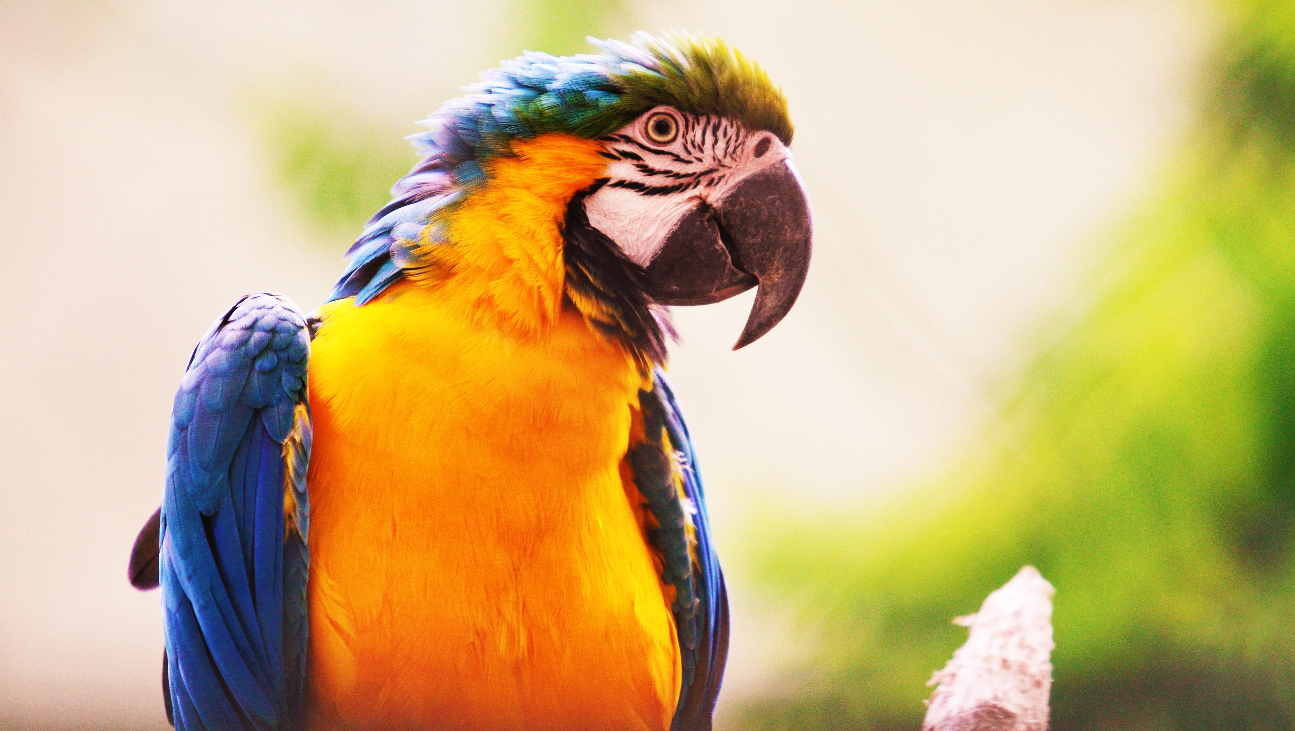 Bird Blue And Yellow Macaw Macaw 5184x2929