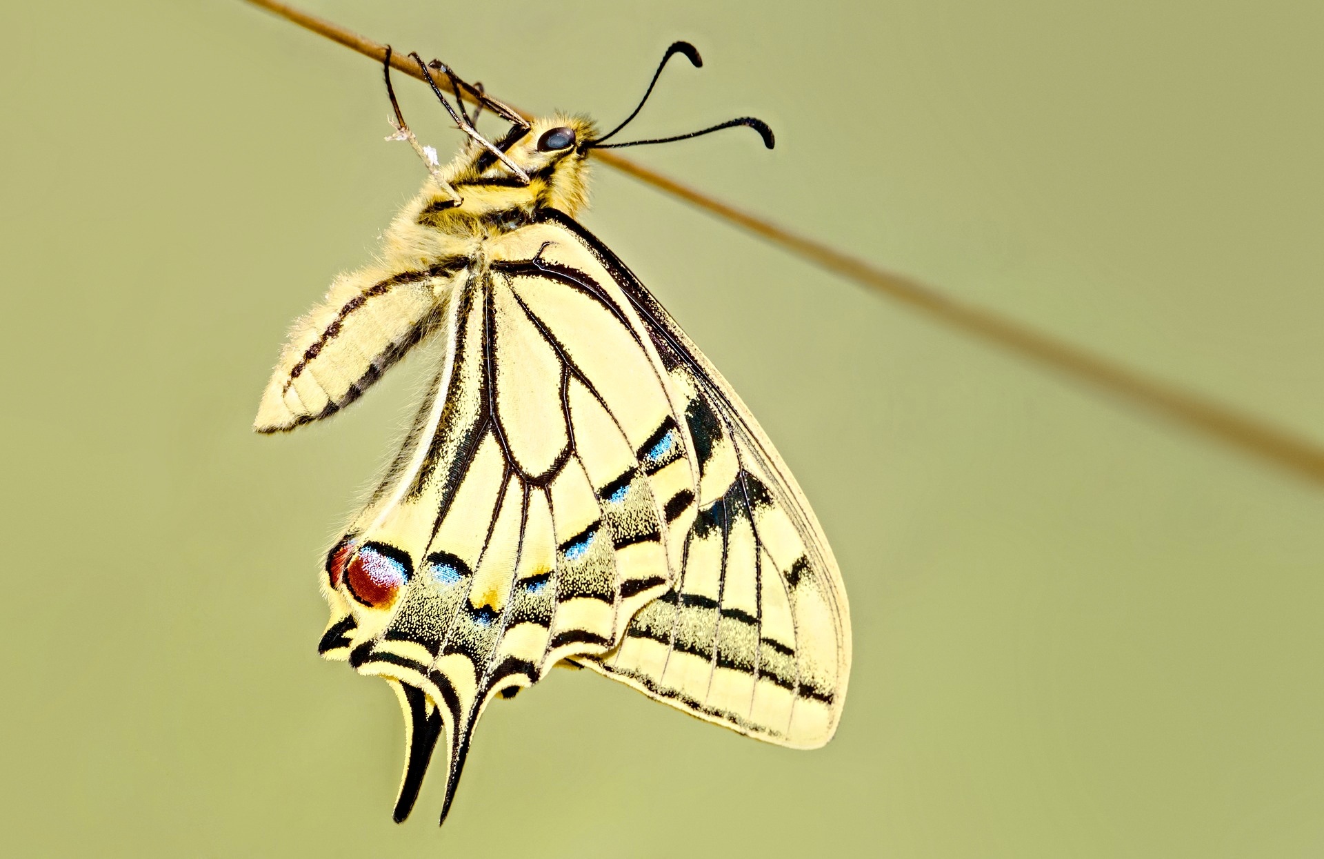 Butterfly Close Up Insect Minimalist Simple Swallowtail Butterfly 1920x1245