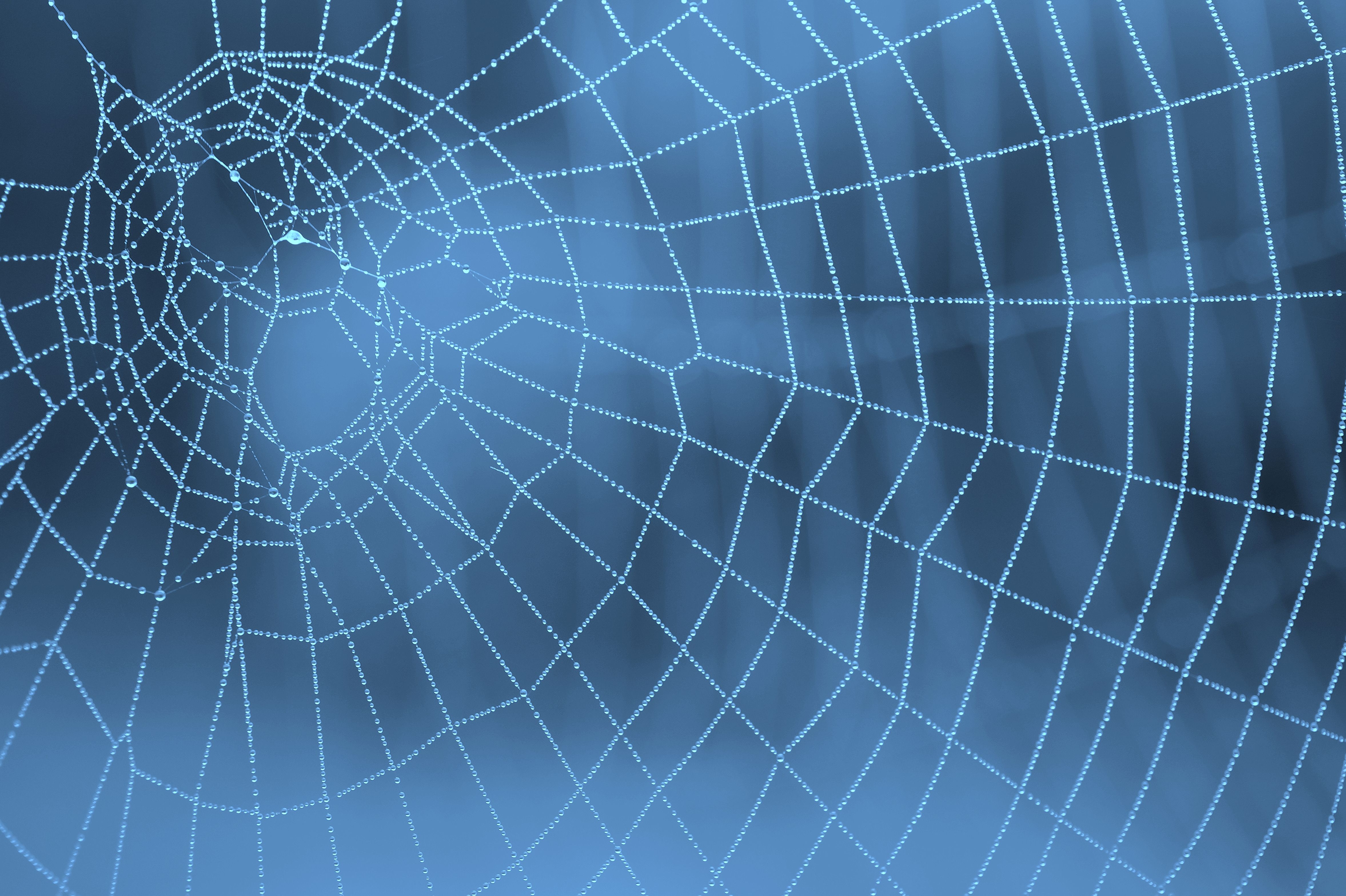 Photography Spider Web 4709x3135
