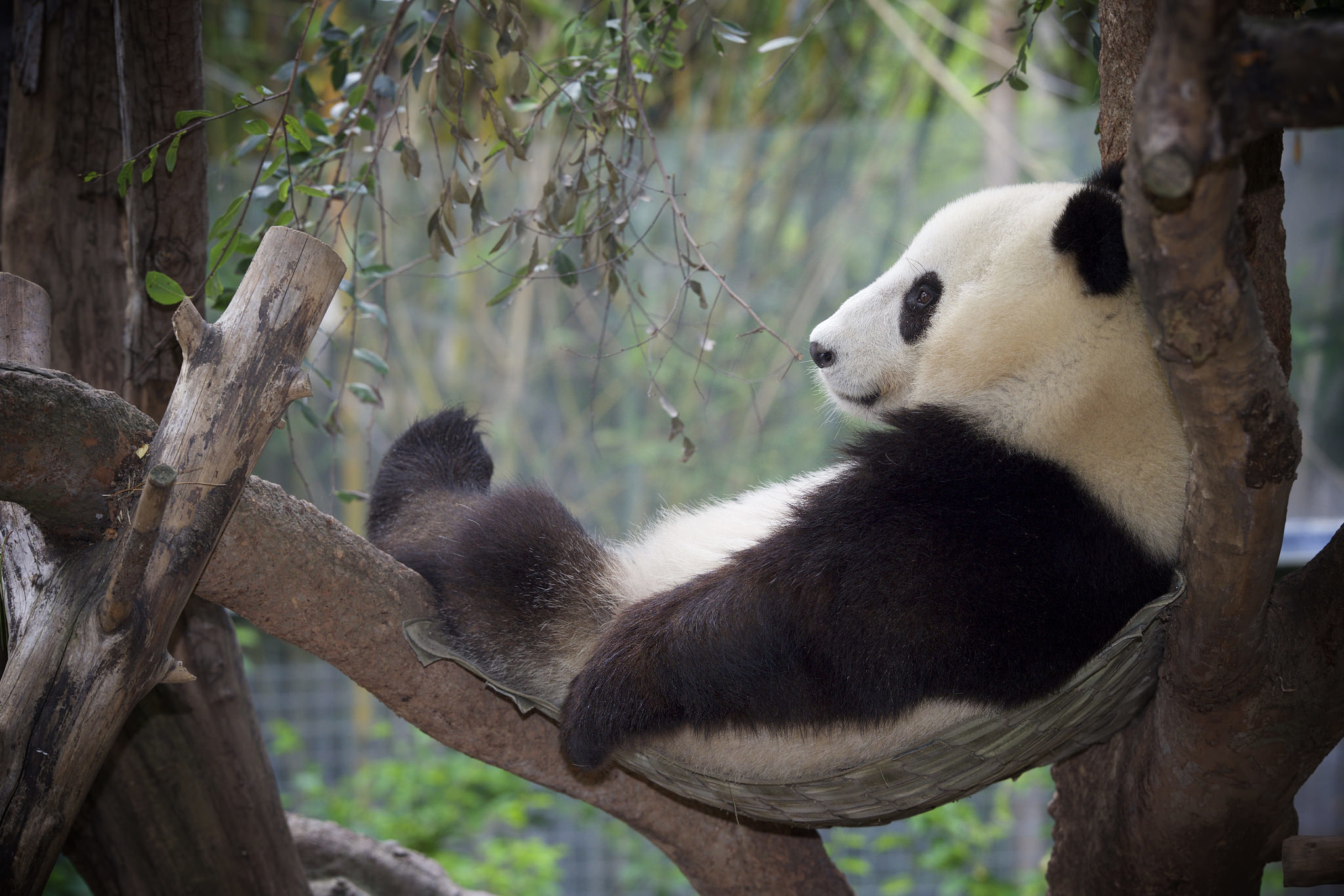 Panda Relax Zoo 2048x1365