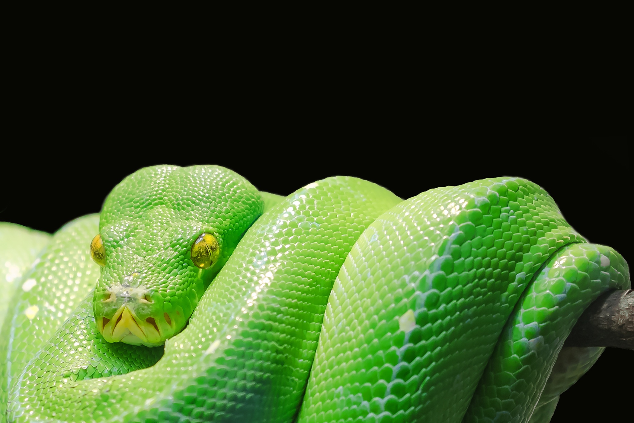 Green Python Snake 2100x1400
