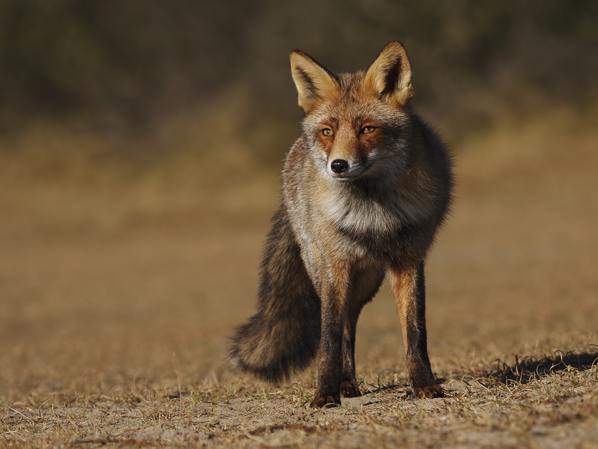 Fox Stare Wildlife 1920x1440