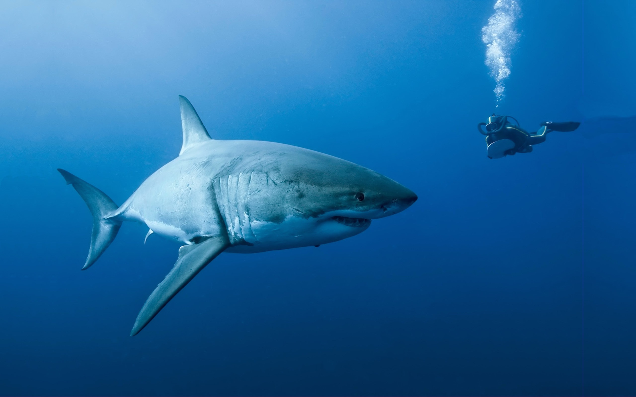 Diver Great White Shark Nature Oceans Movie Scuba Diver Shark Underwater 2560x1600