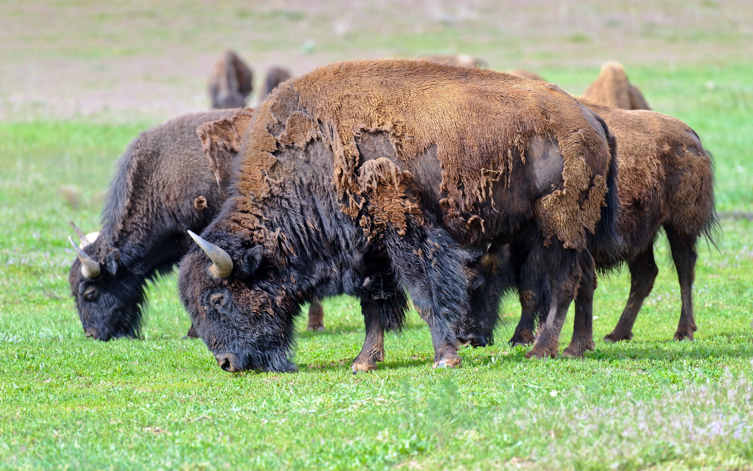 American Bison Grass Wildlife 2560x1600