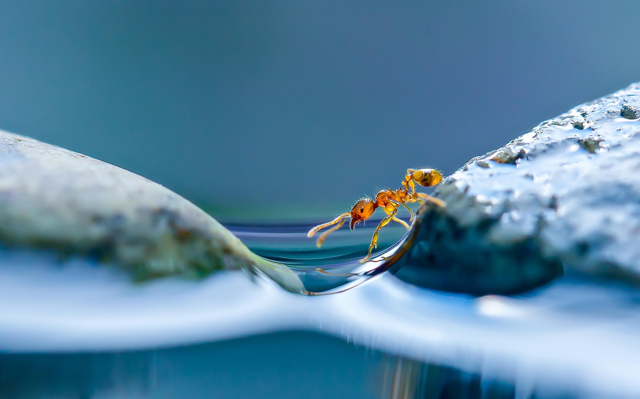 Ant Insect Macro Water 2048x1278
