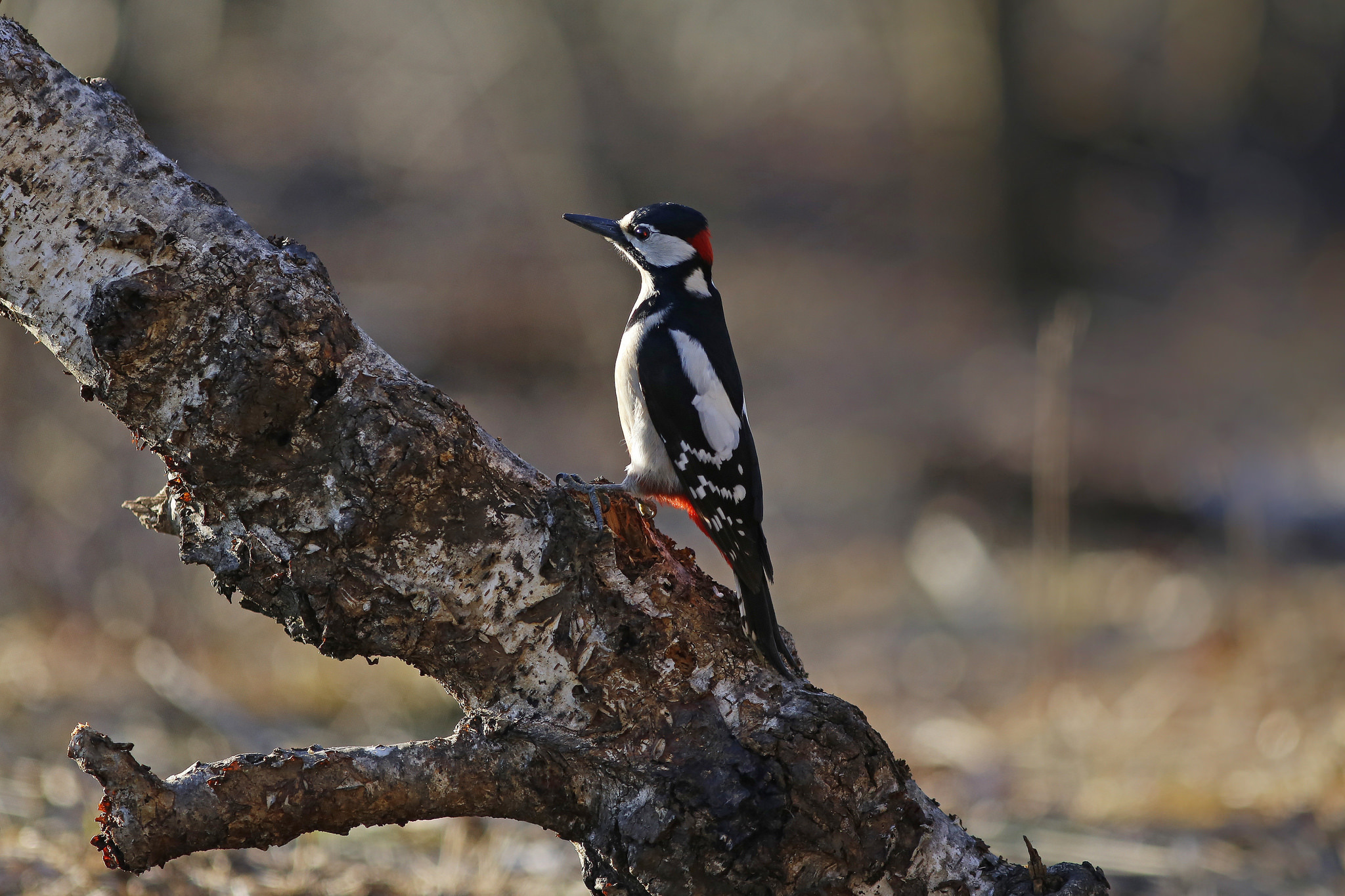 Bird Wildlife Woodpecker 2048x1365