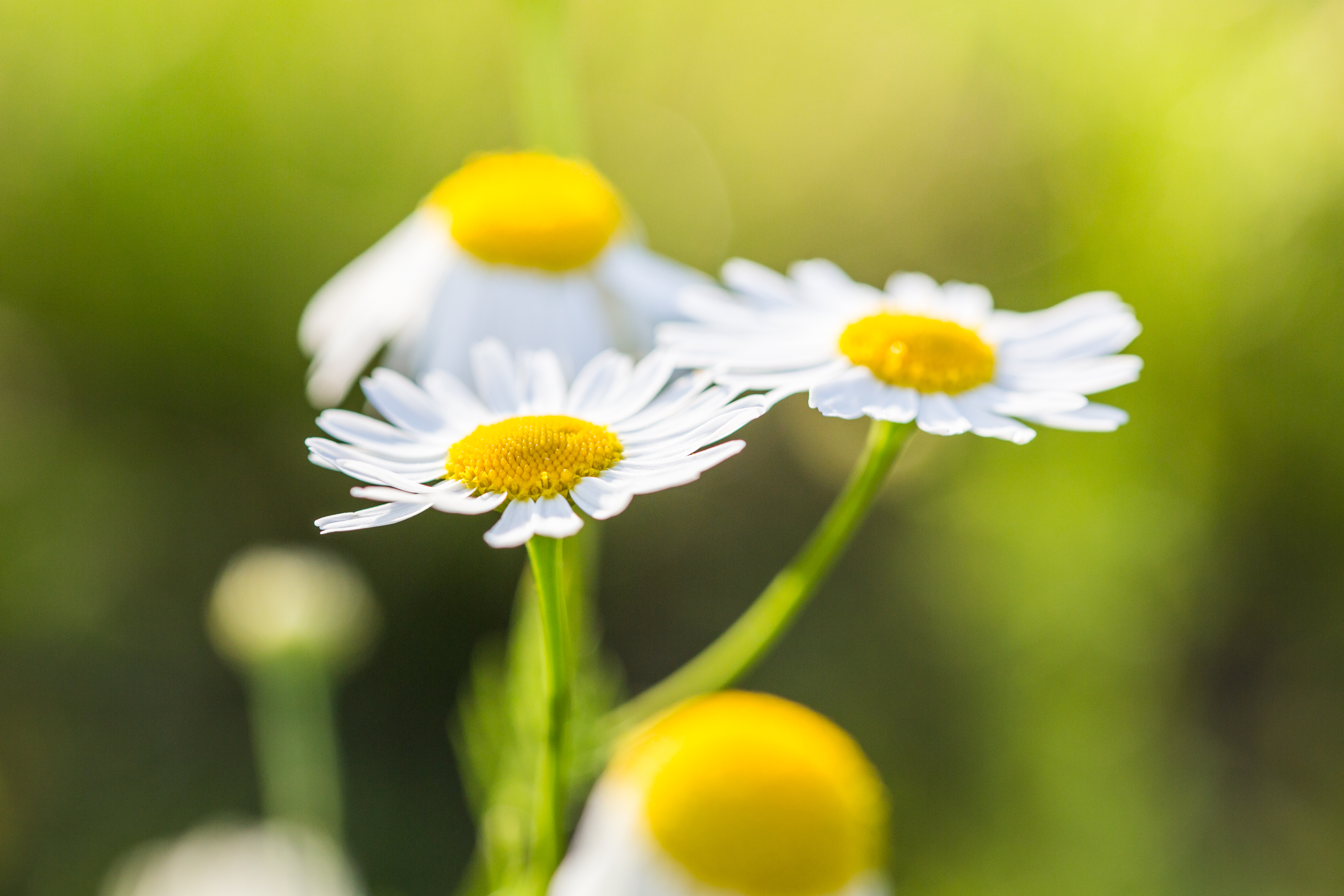 Blur Camomile Close Up Flower Nature White Flower 4000x2667