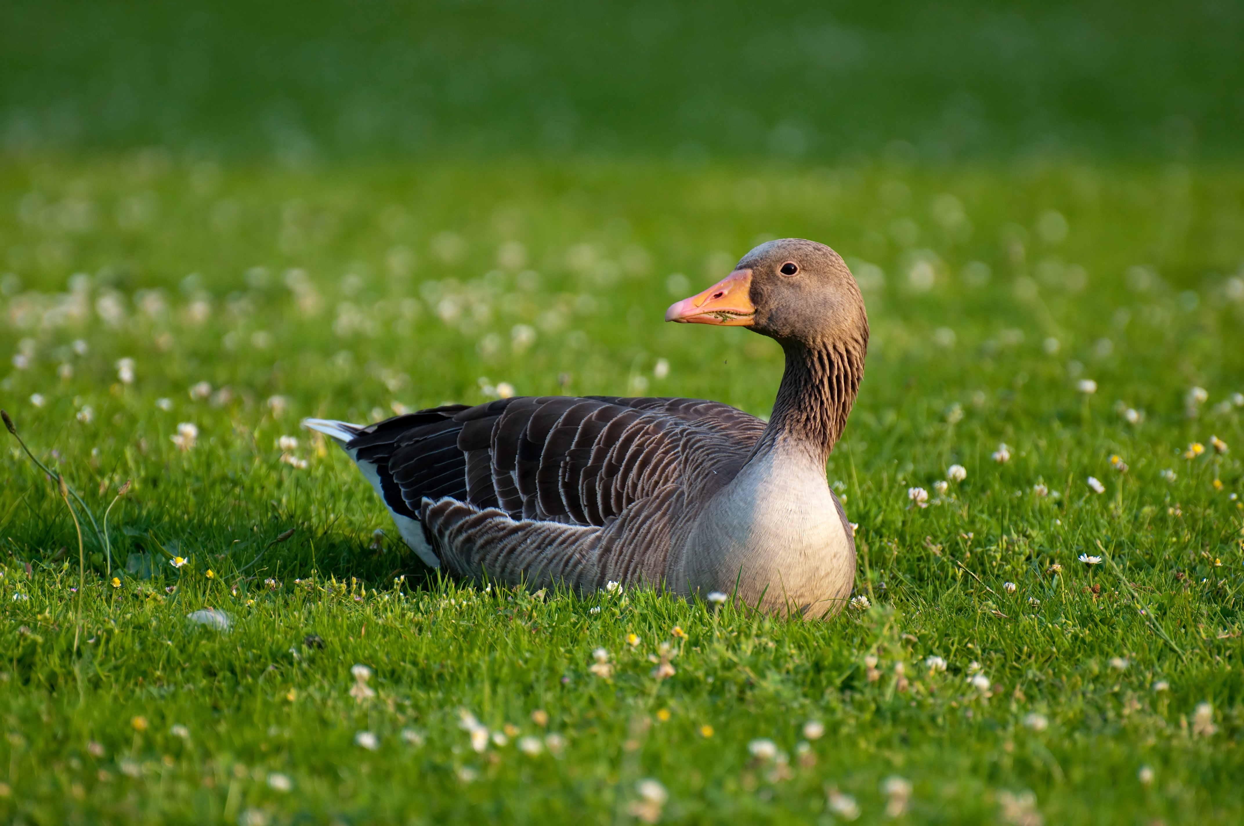 Animal Goose 4288x2848