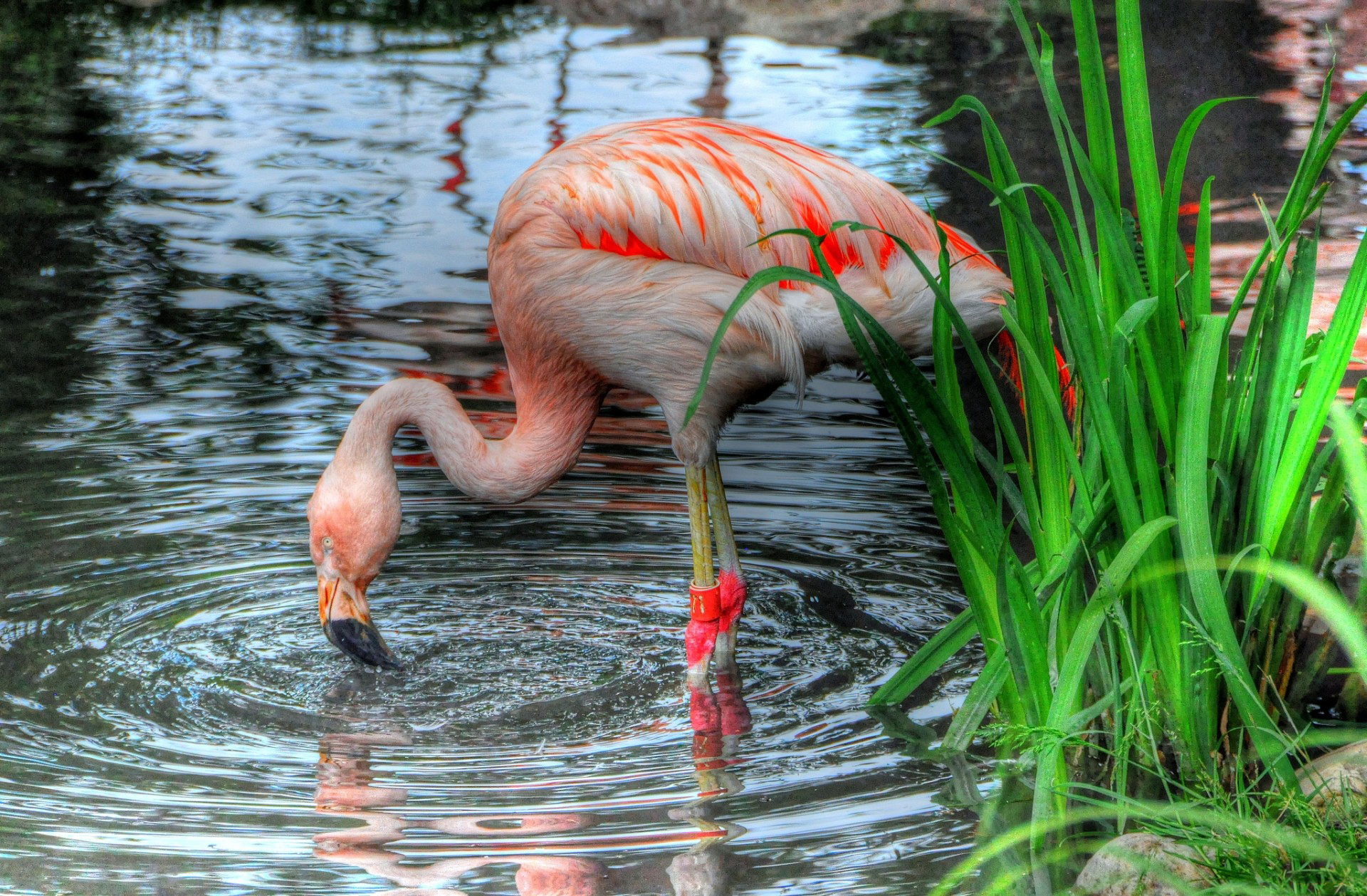 Animal Flamingo 1920x1258