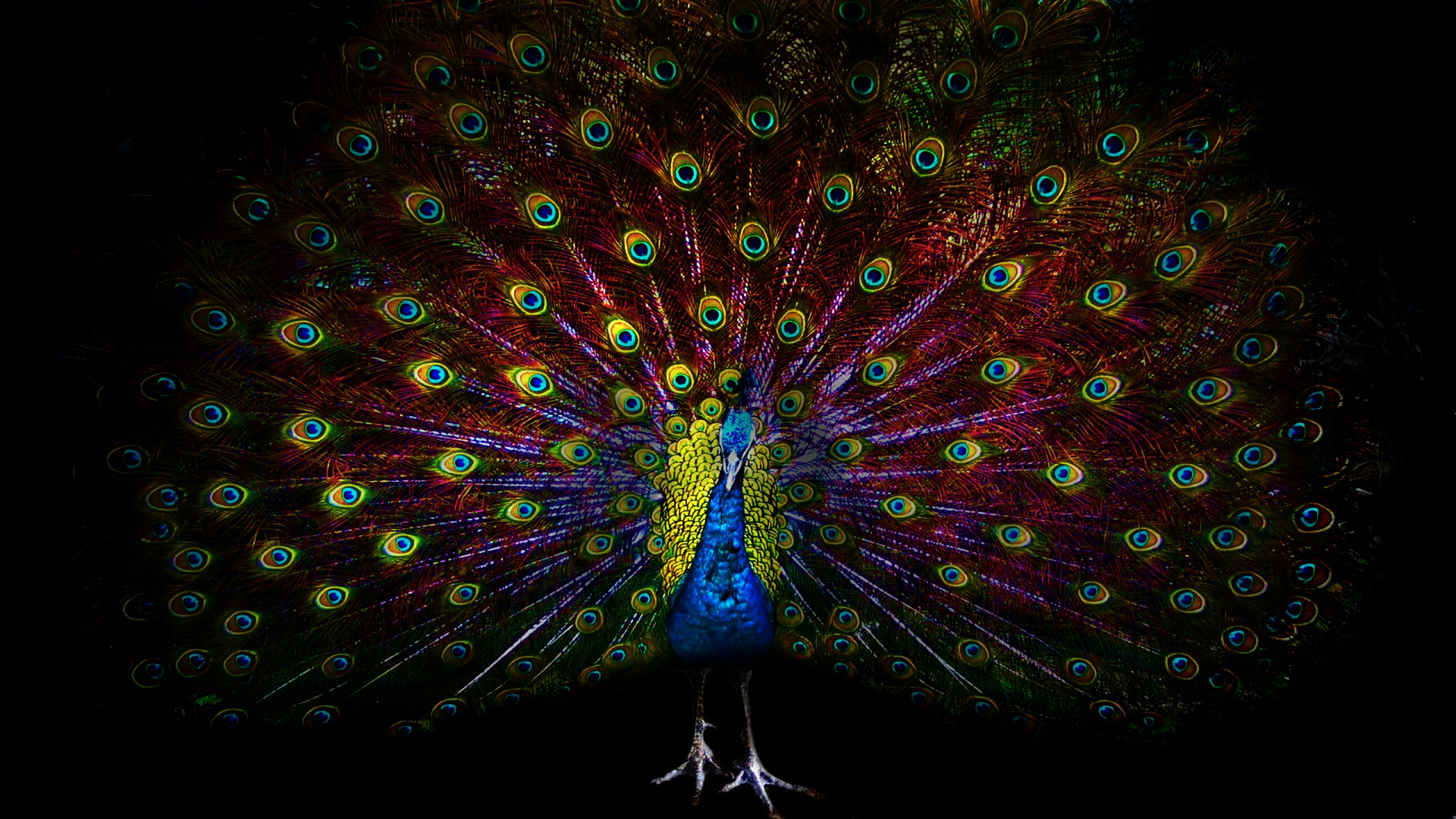 Bird Colorful Colors Feather Peacock 2560x1440