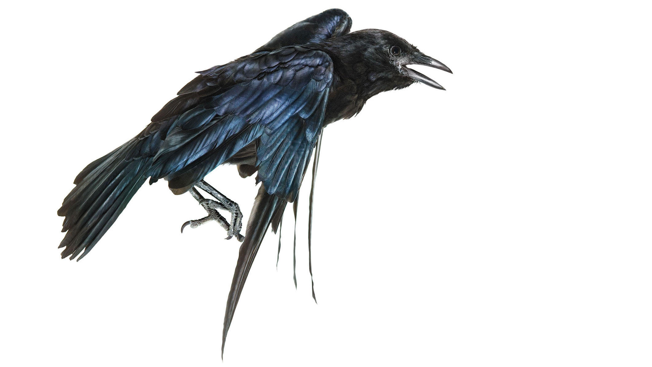 American Crow Animal Bird Crow 2123x1195