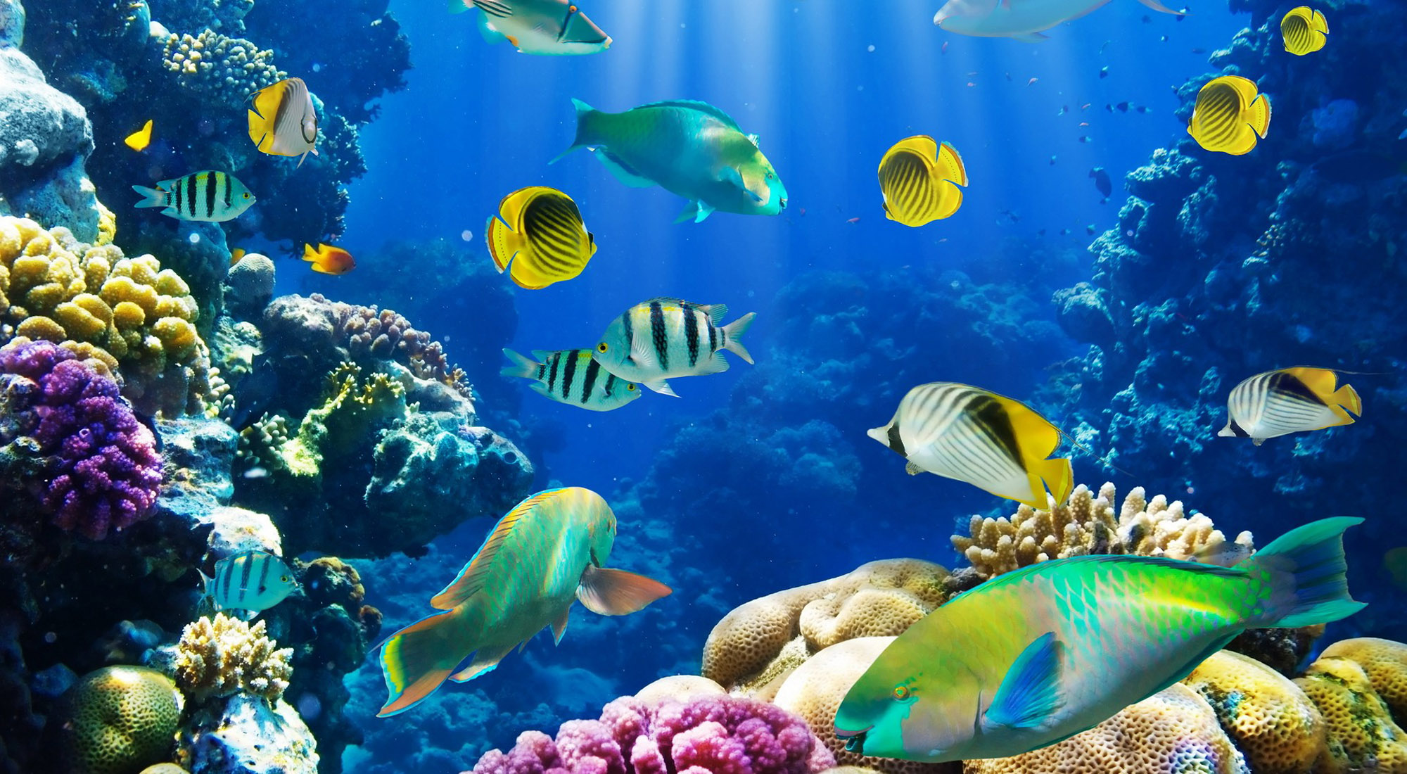 Animal Butterflyfish Fish Ocean Tropical Tropical Fish Underwater 2000x1100