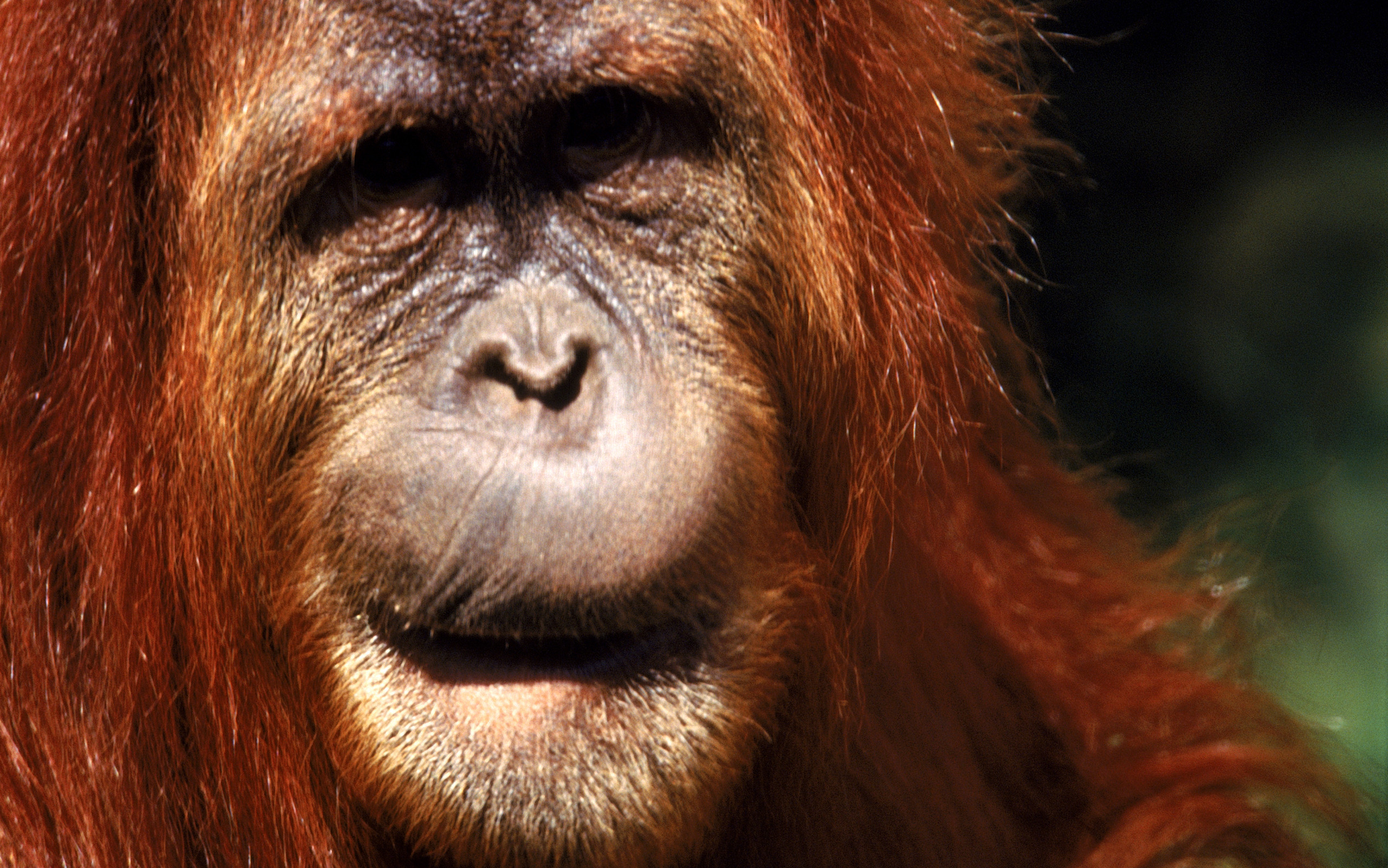 Animal Orangutan 2560x1600