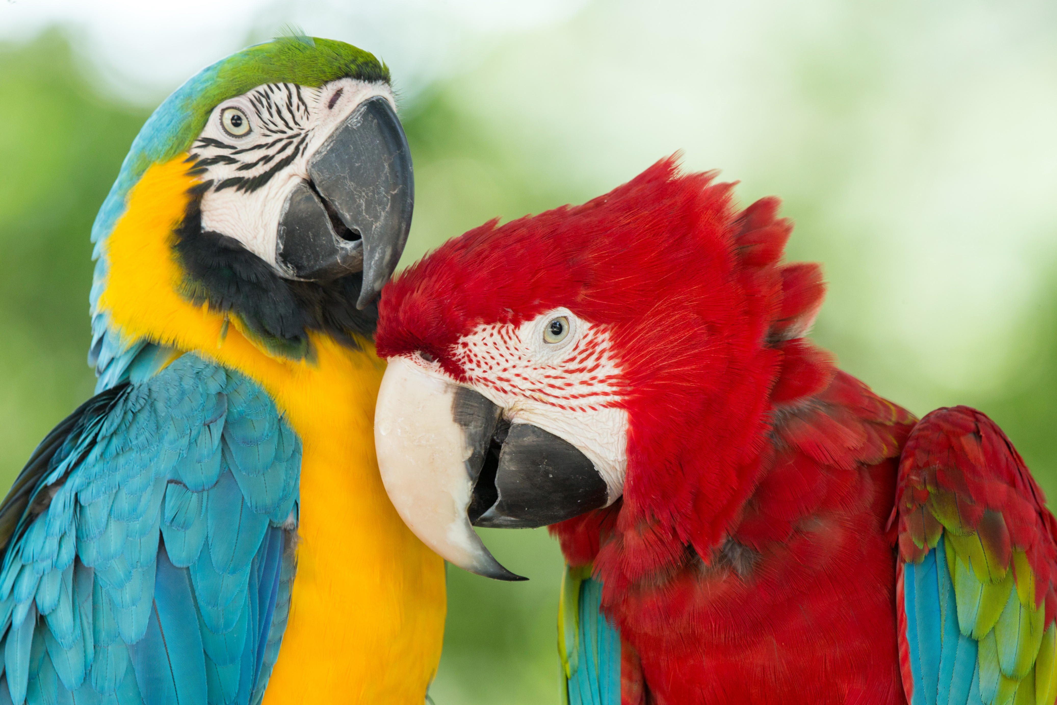 Blue And Yellow Macaw Red And Green Macaw 4147x2765