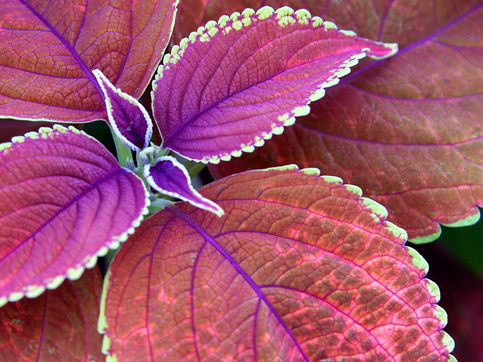 Coleus Leaf Plant 1600x1200