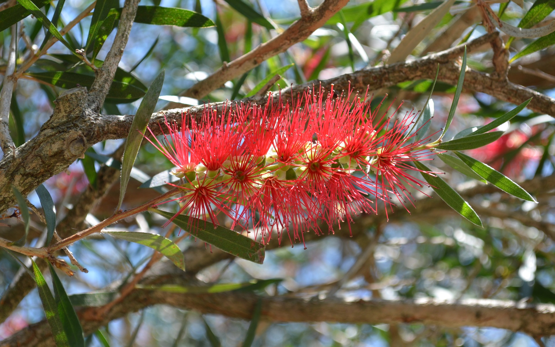 Blur Bottlebrush Branch Flower Nature Red Flower 1920x1200