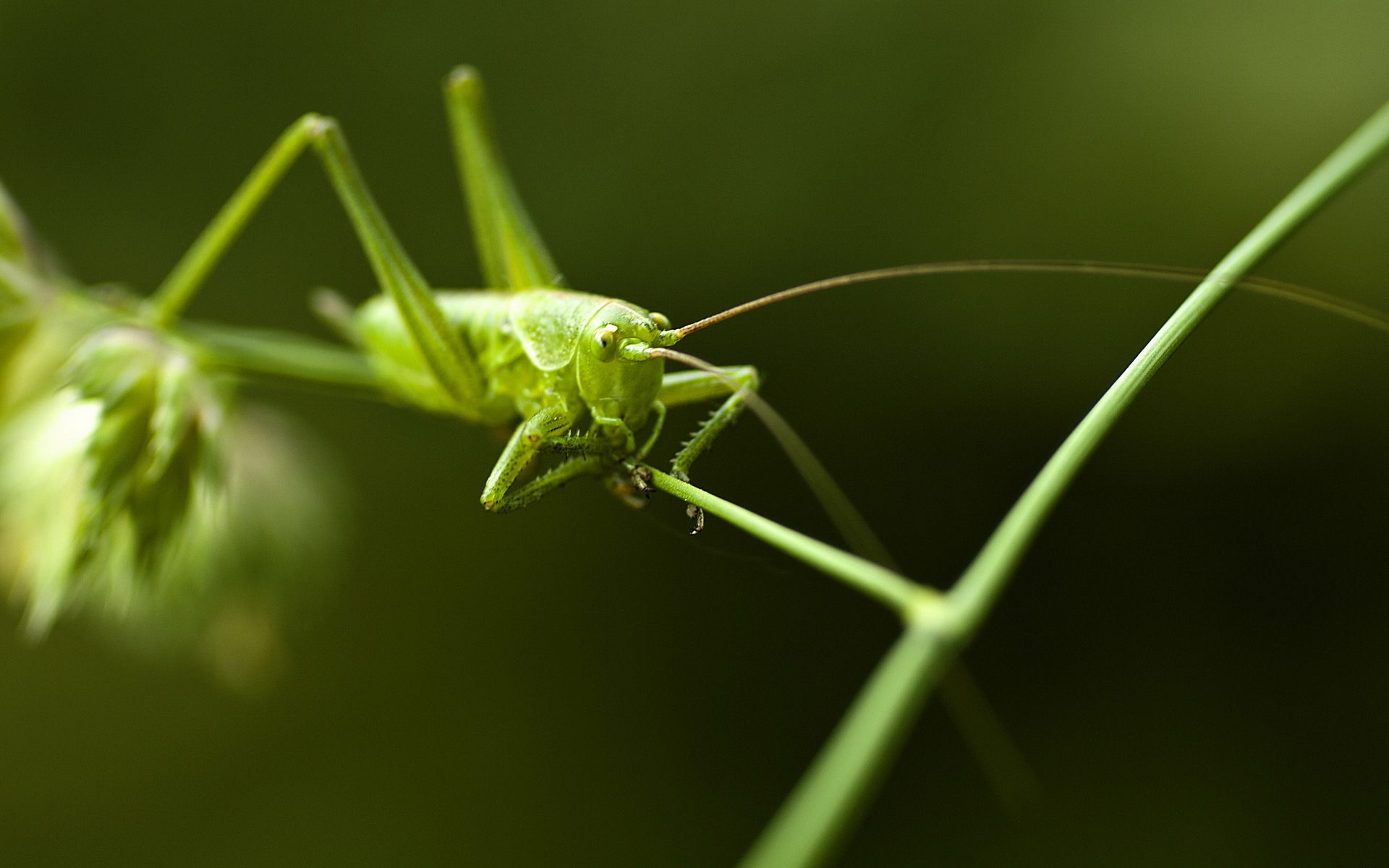 Animal Grasshopper 1920x1200