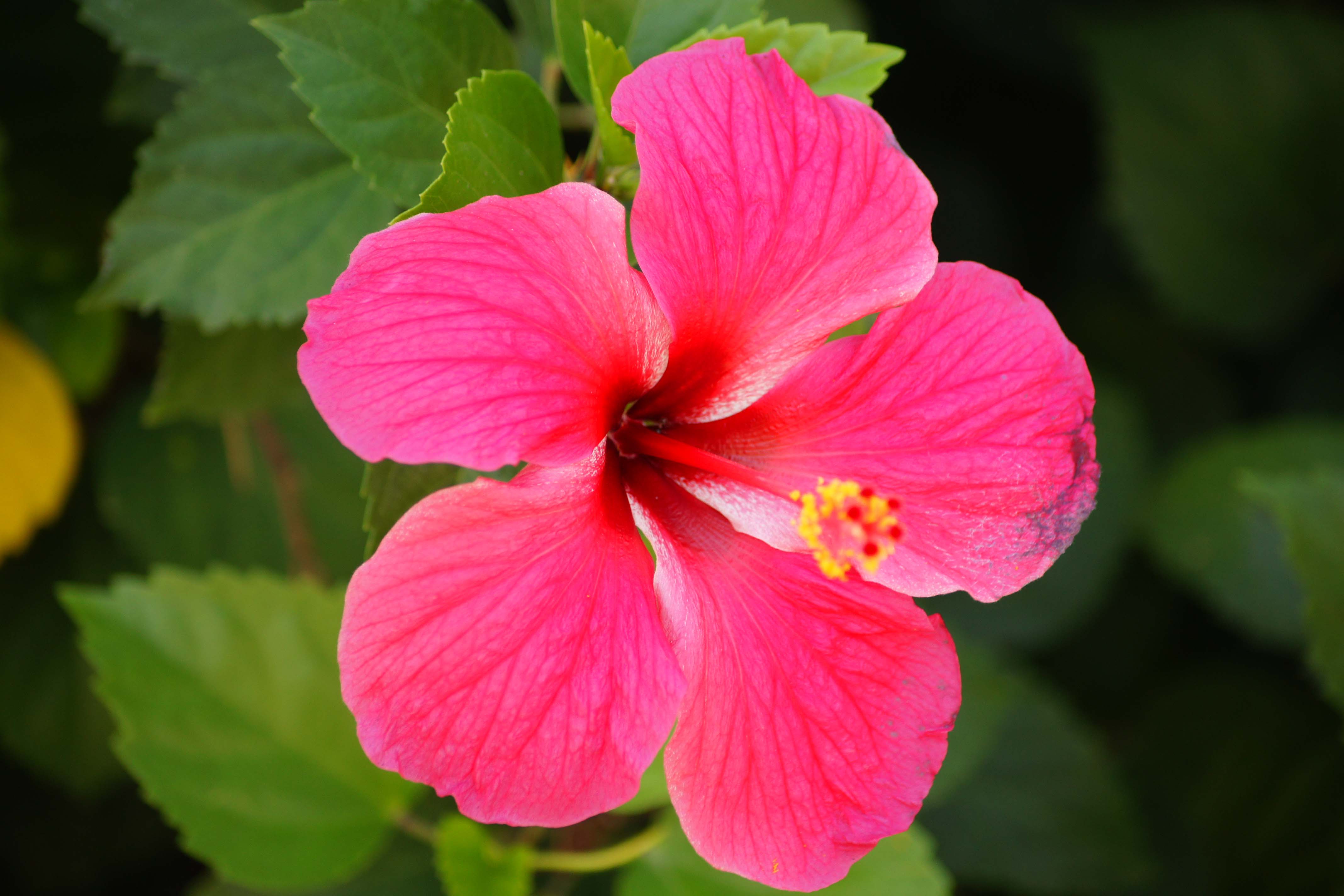 Earth Flower Hibiscus Pink Flower 4272x2848