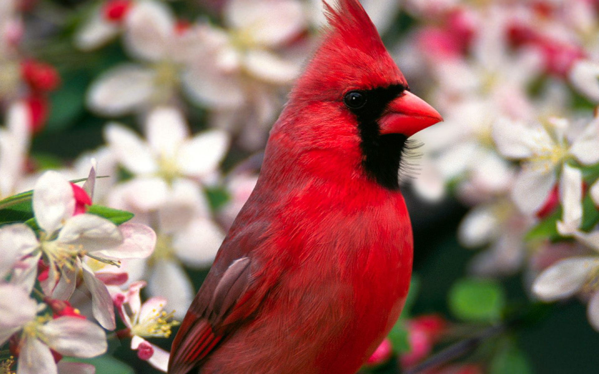 Animal Bird Branch Cardinal Close Up Flower Red Spring 1920x1200