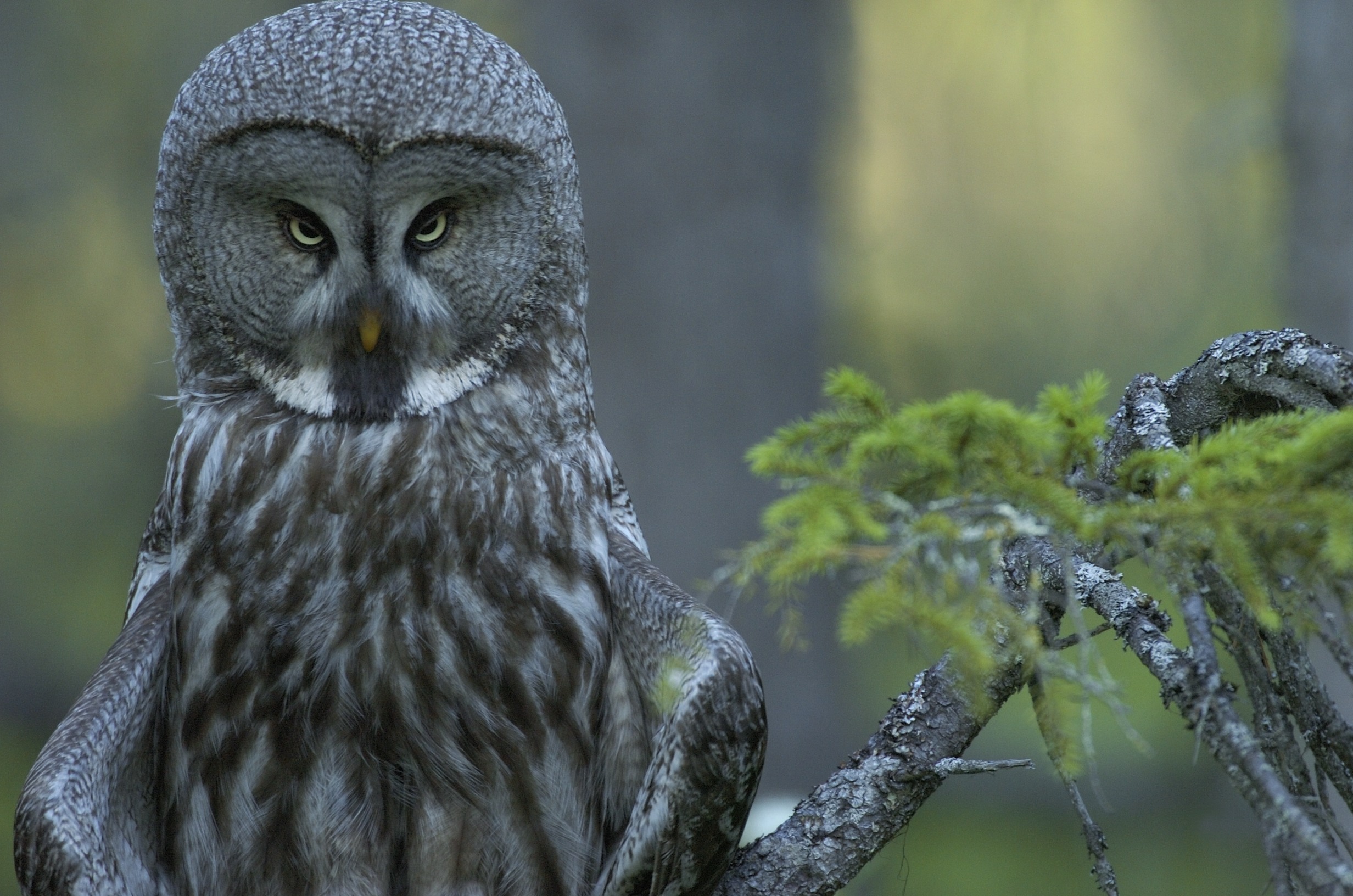 Bird Great Grey Owl Owl 2464x1632
