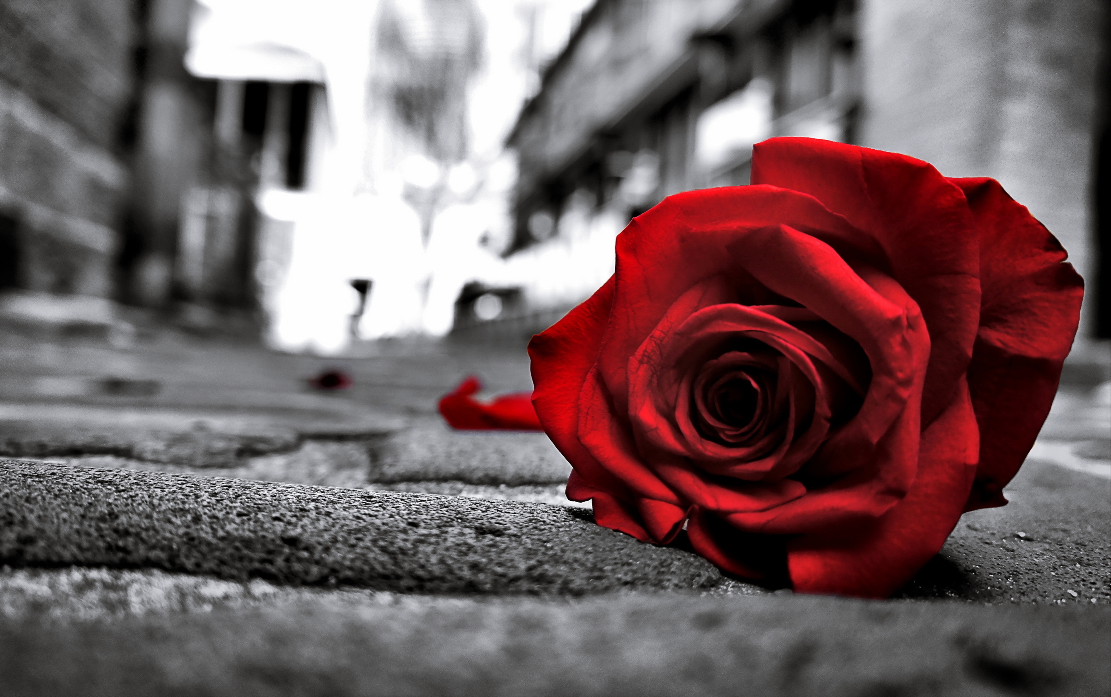 Floor Flower Red Flower Red Rose Road Rose 3840x2408