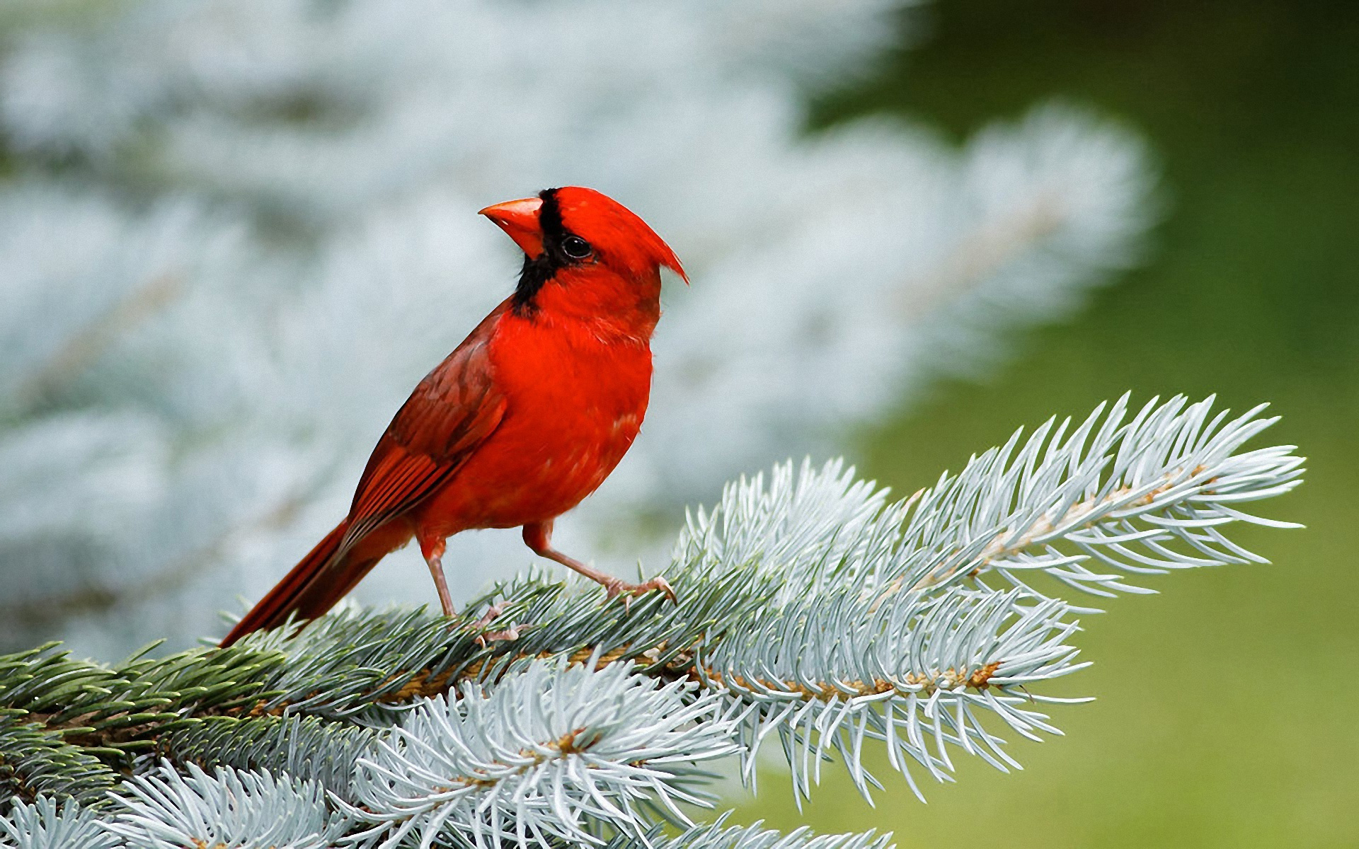 Animal Cardinal 1920x1200