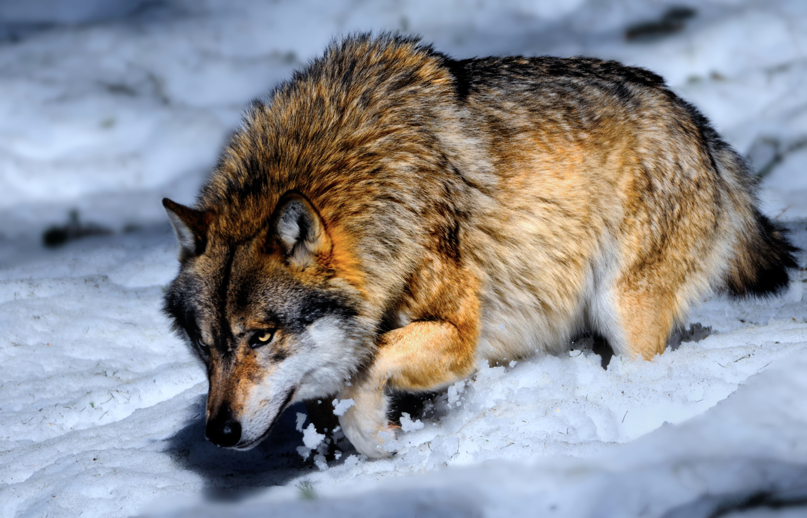 Animal Snow Wolf 2651x1700