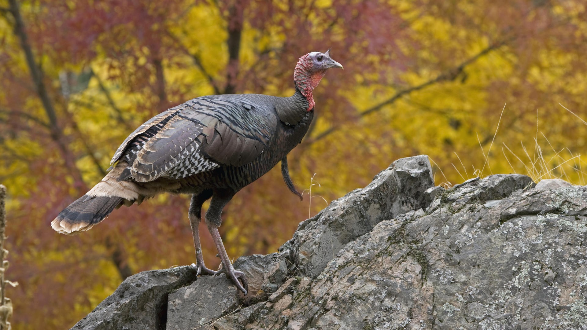 Animal Turkey 1920x1080