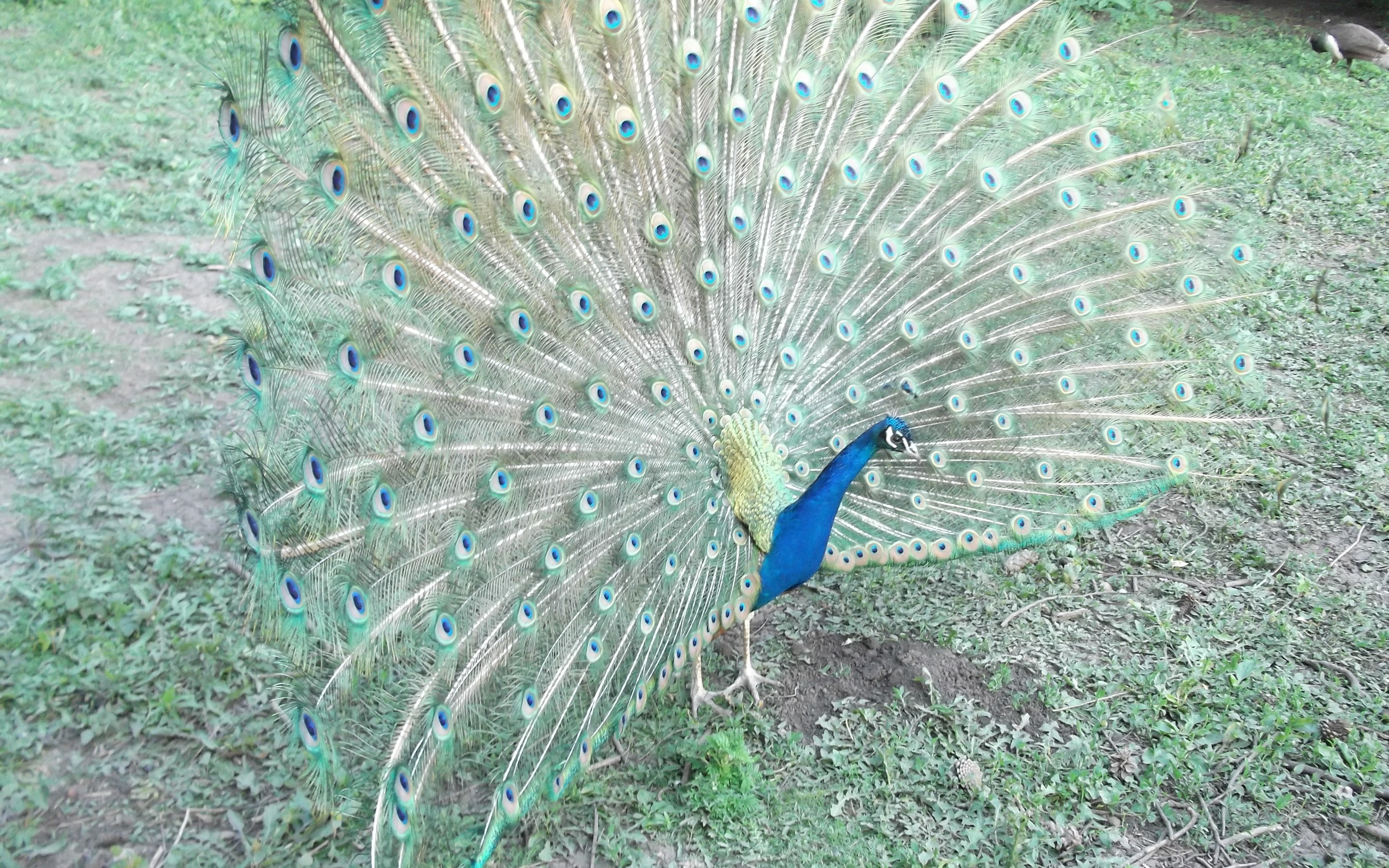 Animal Peacock 2880x1800