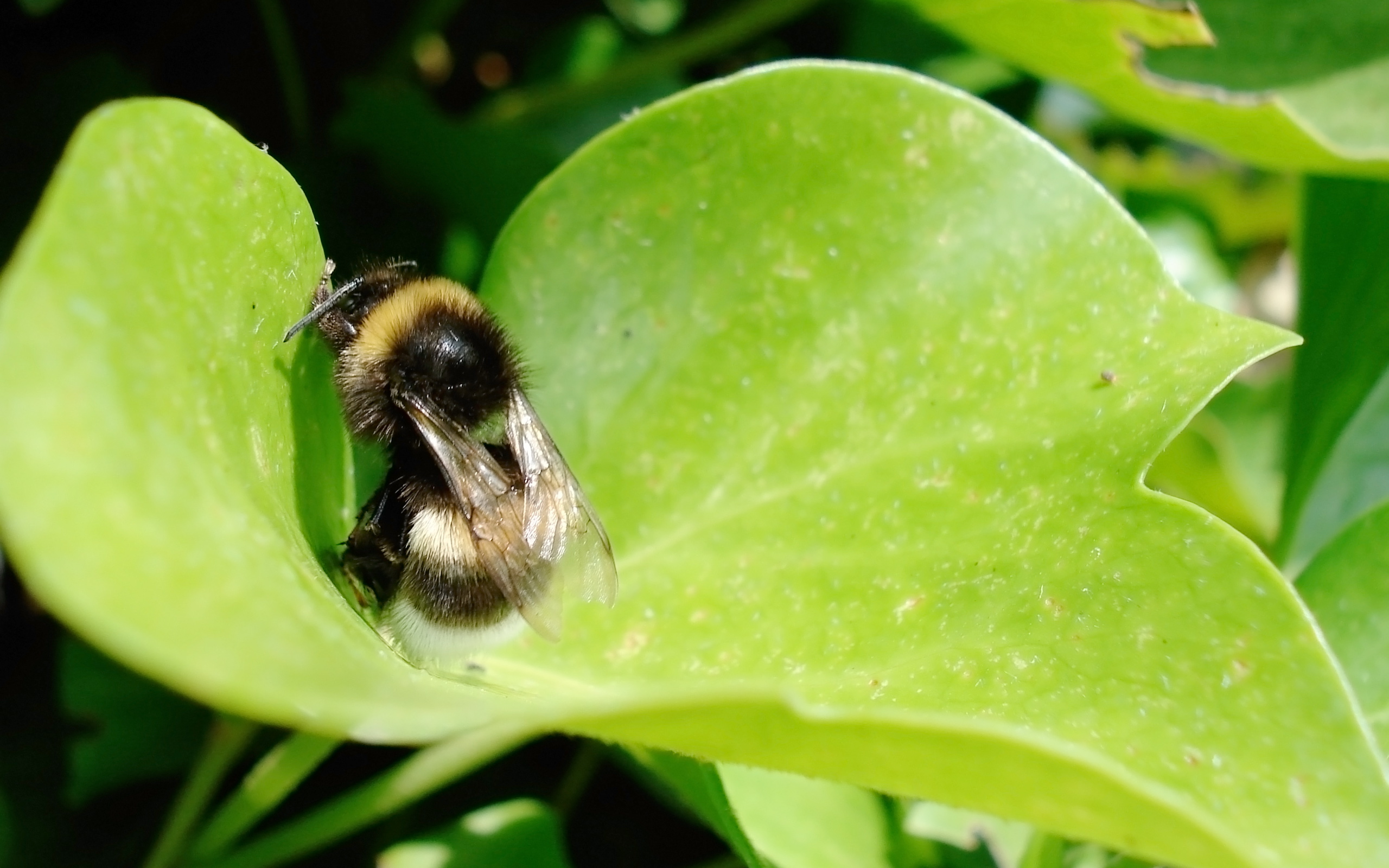 Bumblebee Close Up Leaf 2560x1600