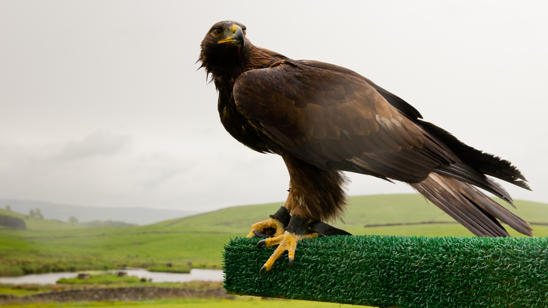 Animal Golden Eagle 1920x1080