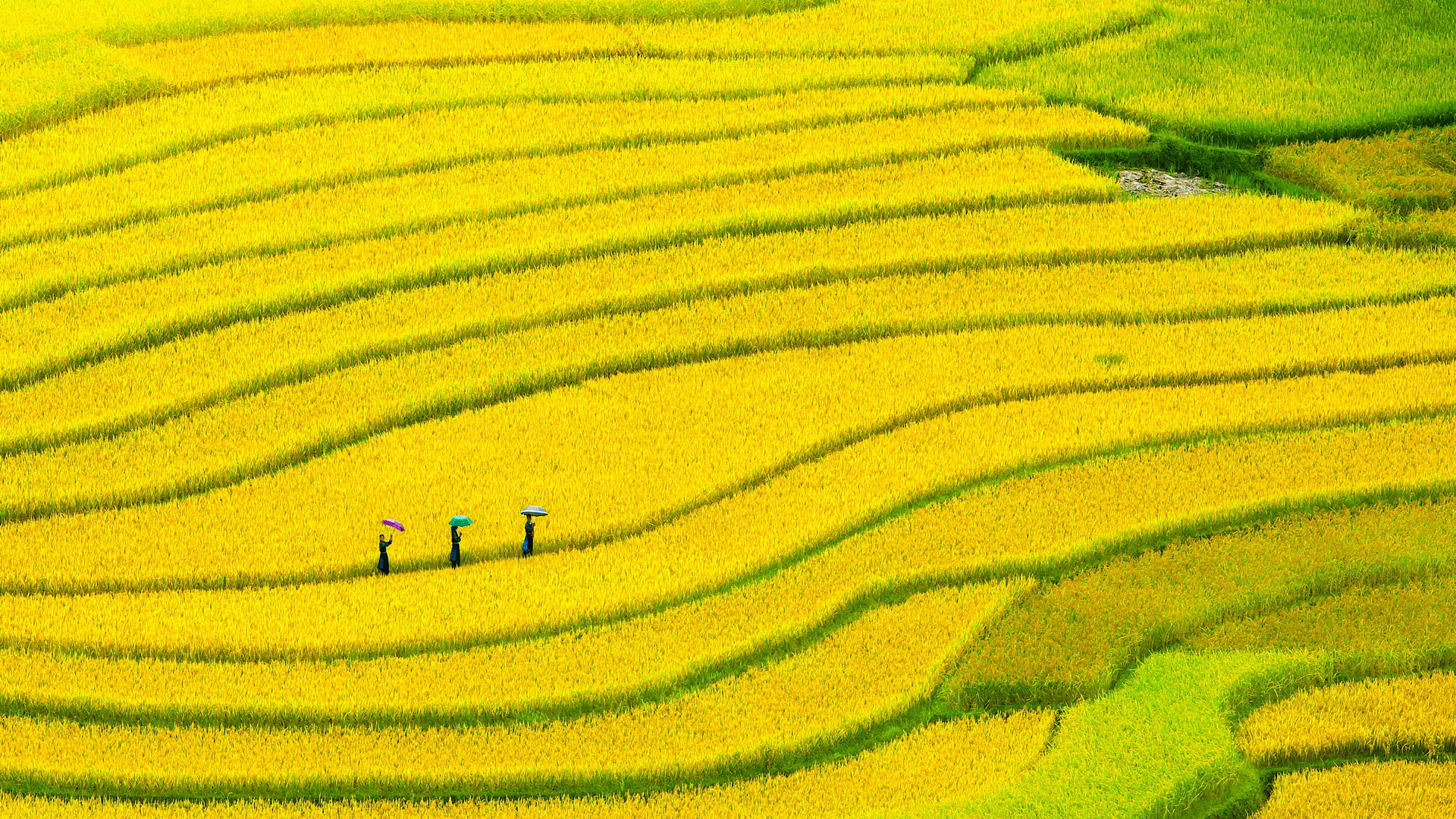 Man Made Rice Terrace 1920x1080