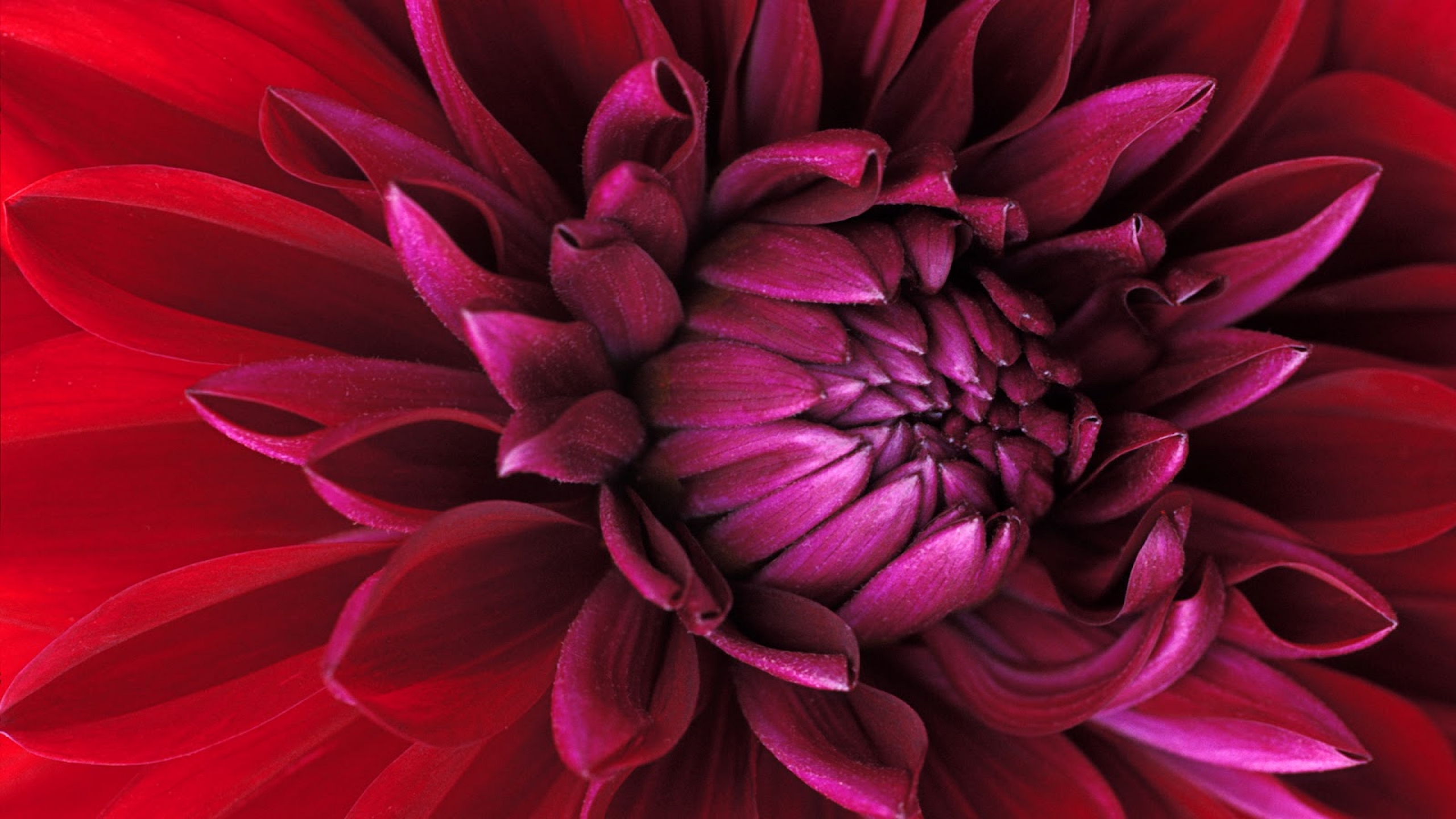 Dahlia Flower Magenta Purple Red Flower 2560x1440