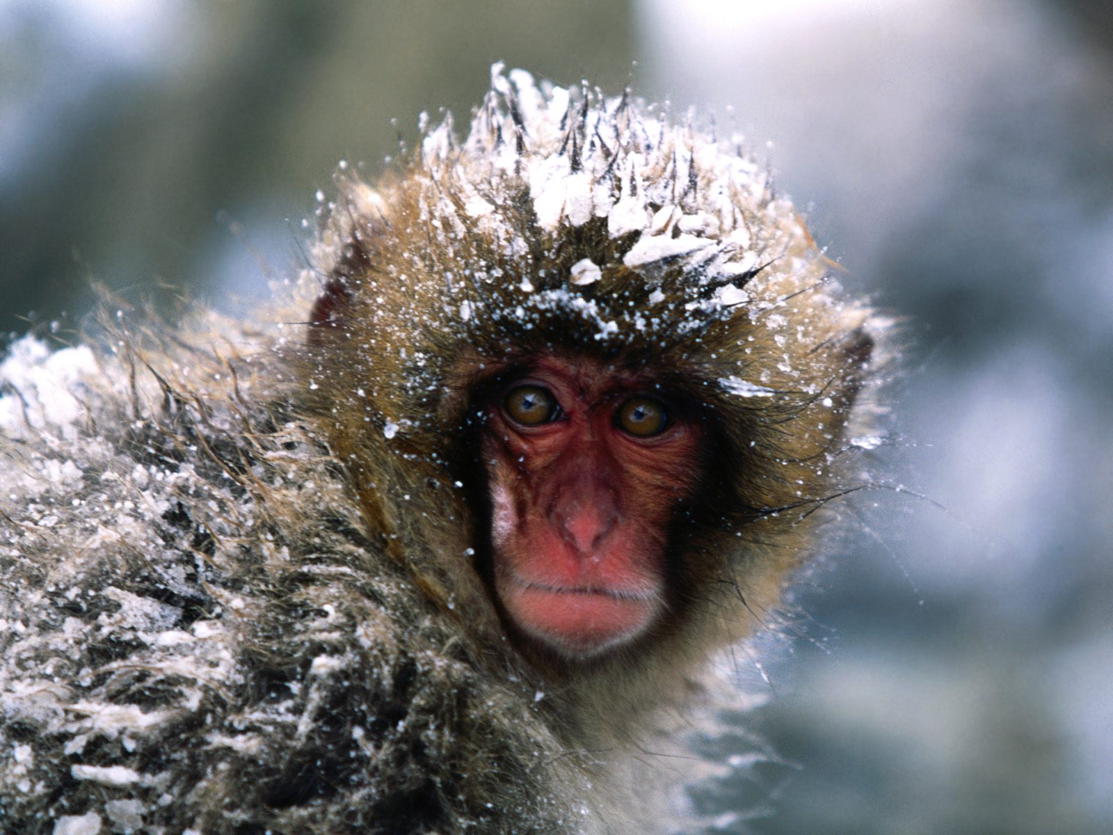 Animal Japanese Macaque 1600x1200