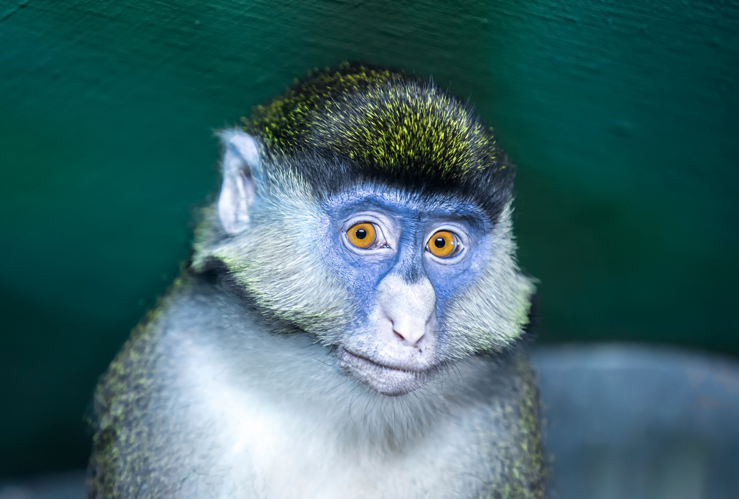 Monkey Primate 2560x1729