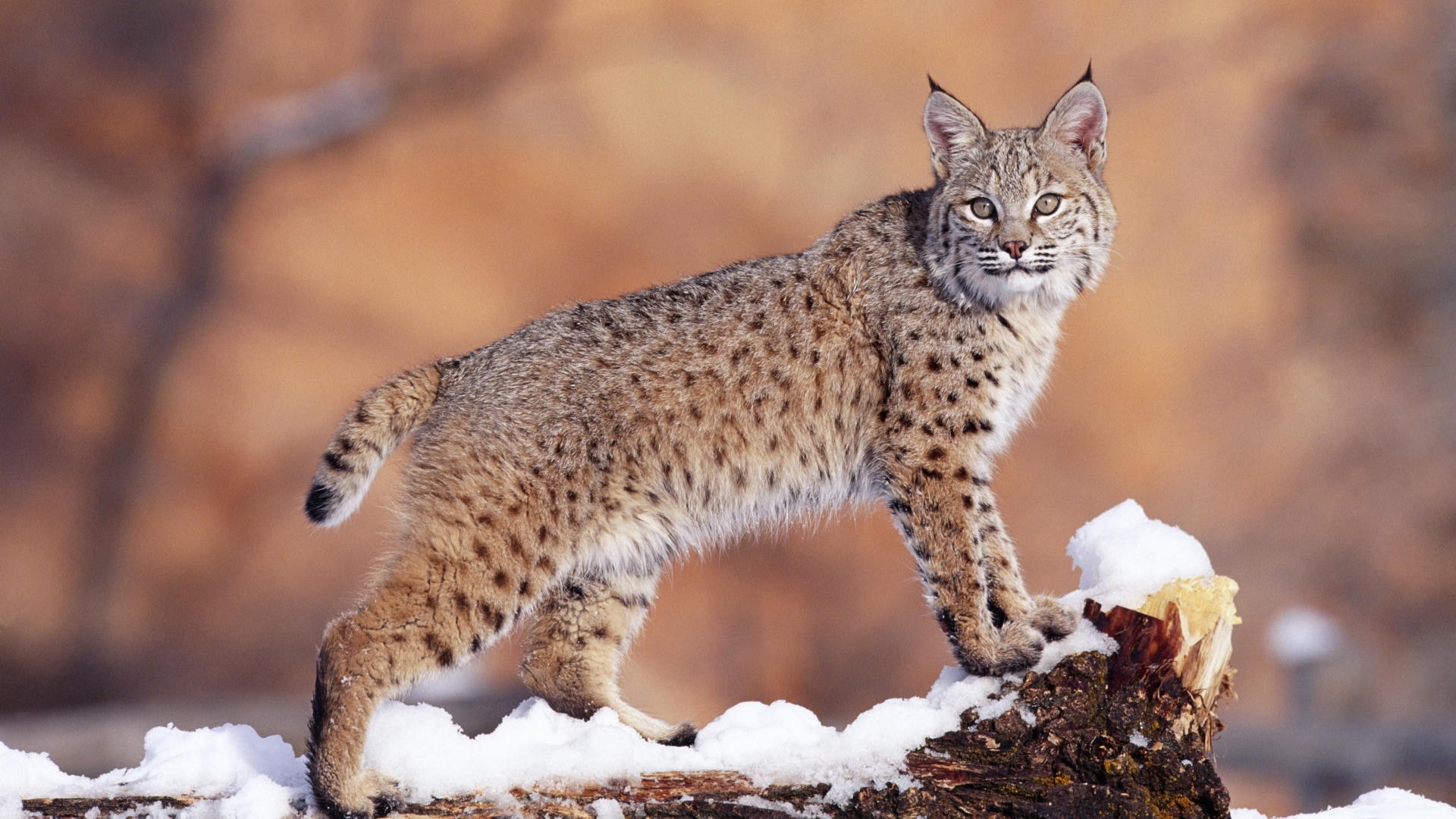 Bobcat Cat Wildlife 1920x1080