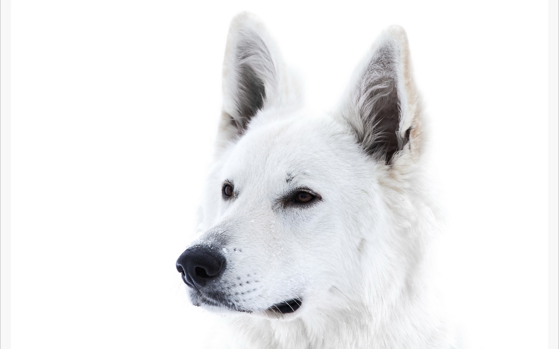 Dog White Shepherd 1920x1200
