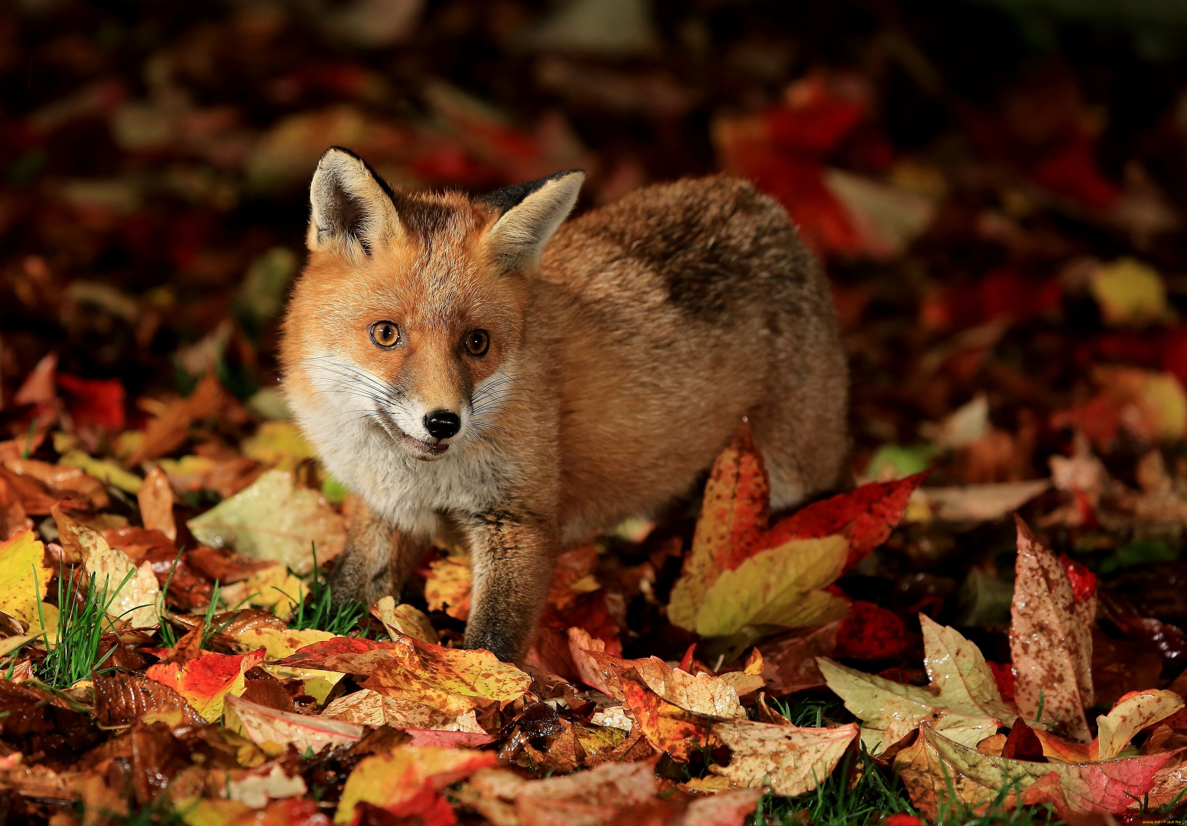 Animal Fox 4000x2785