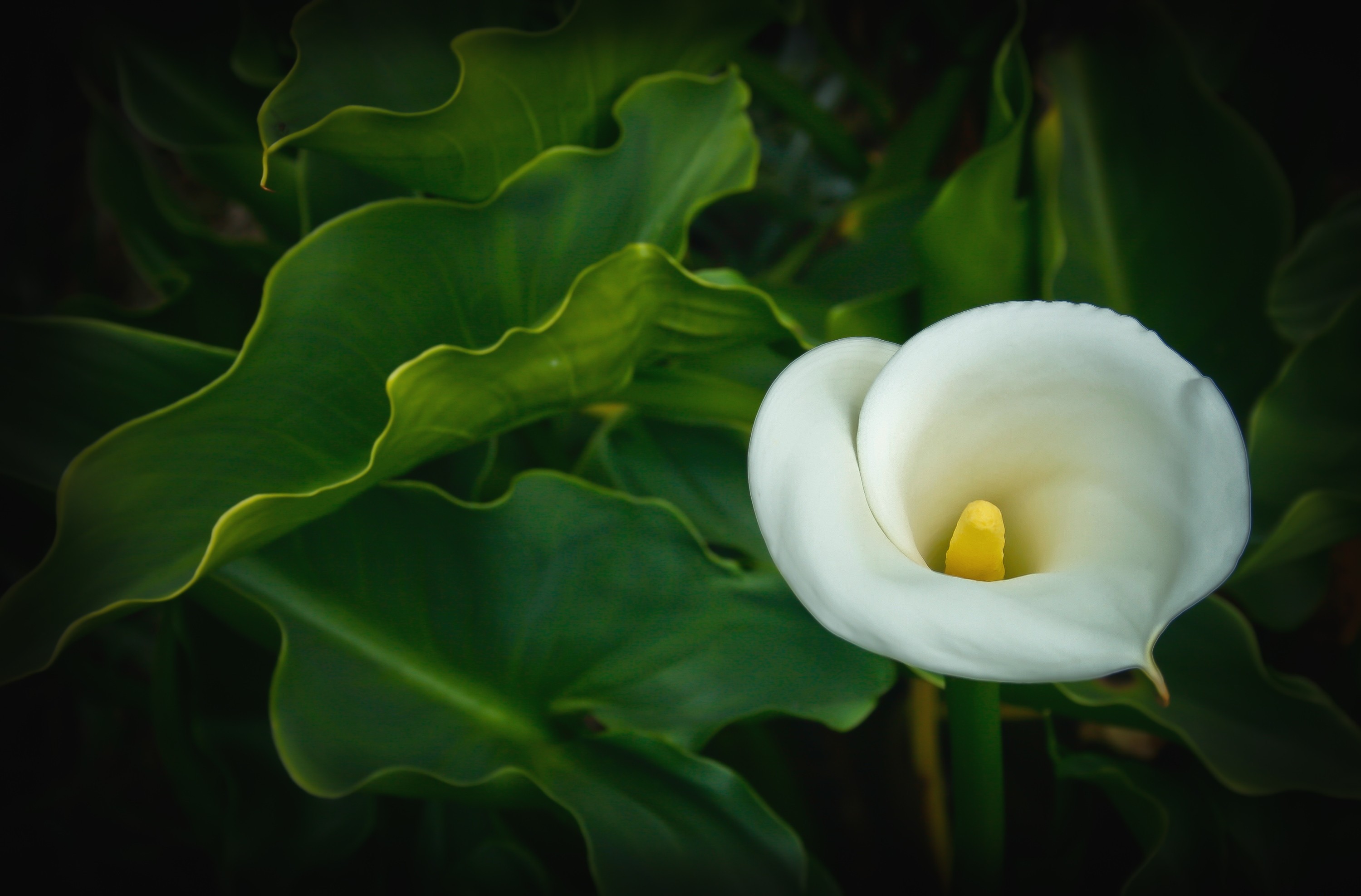 Calla 3000x1975