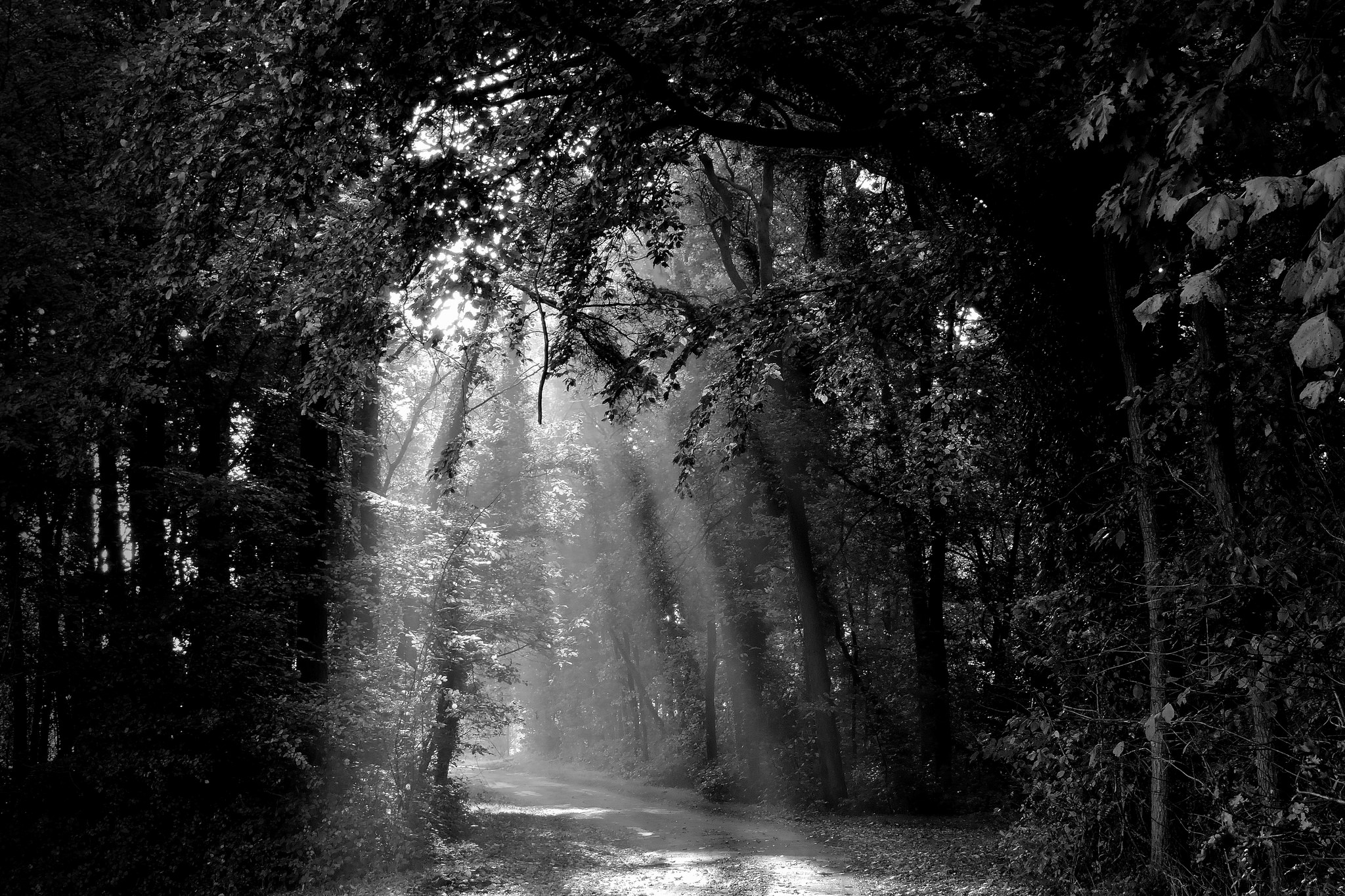Black Amp White Dirt Road Forest Nature Path Sunbeam 2048x1365