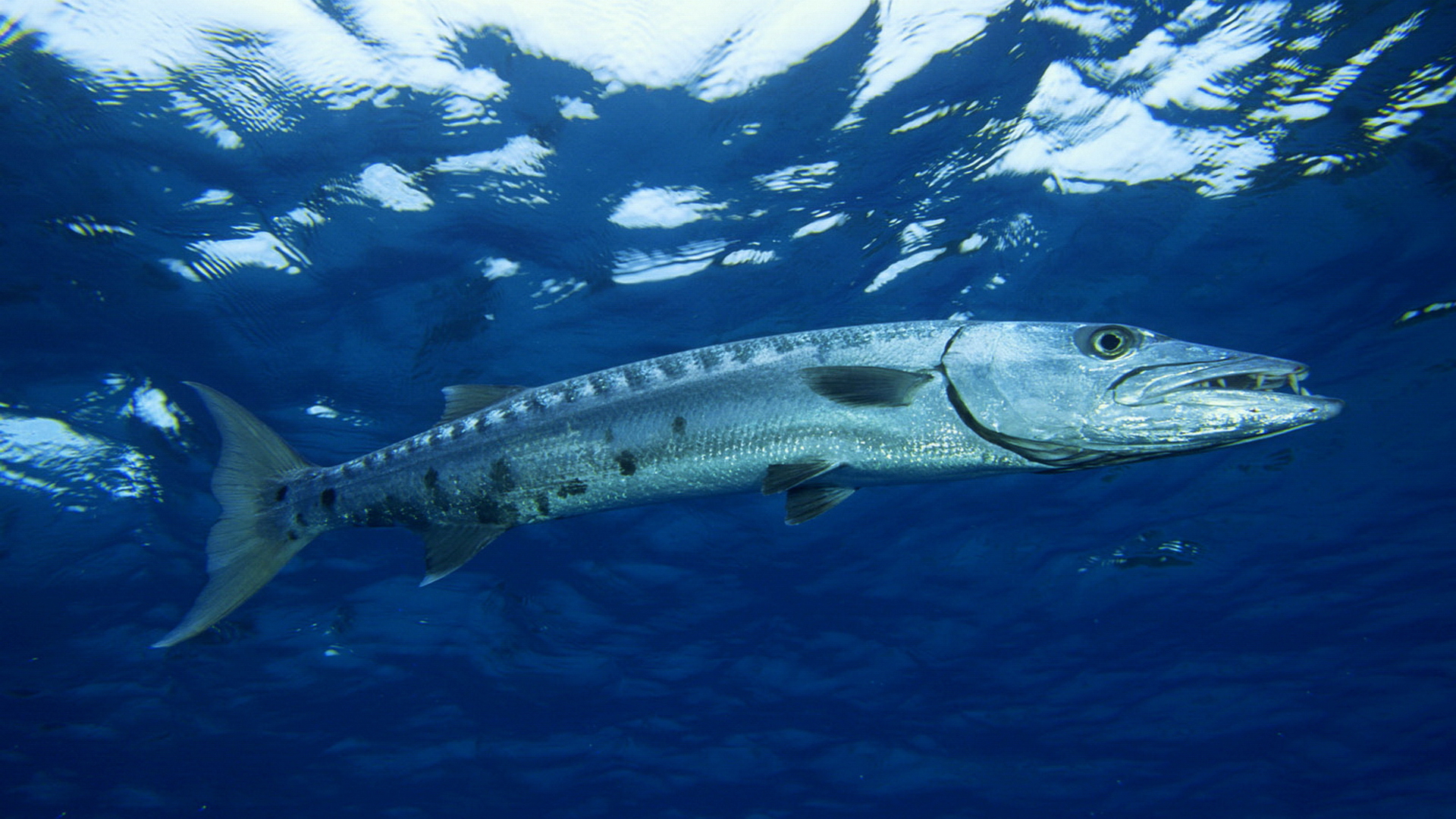 Blue Fish Ocean Water 1920x1080