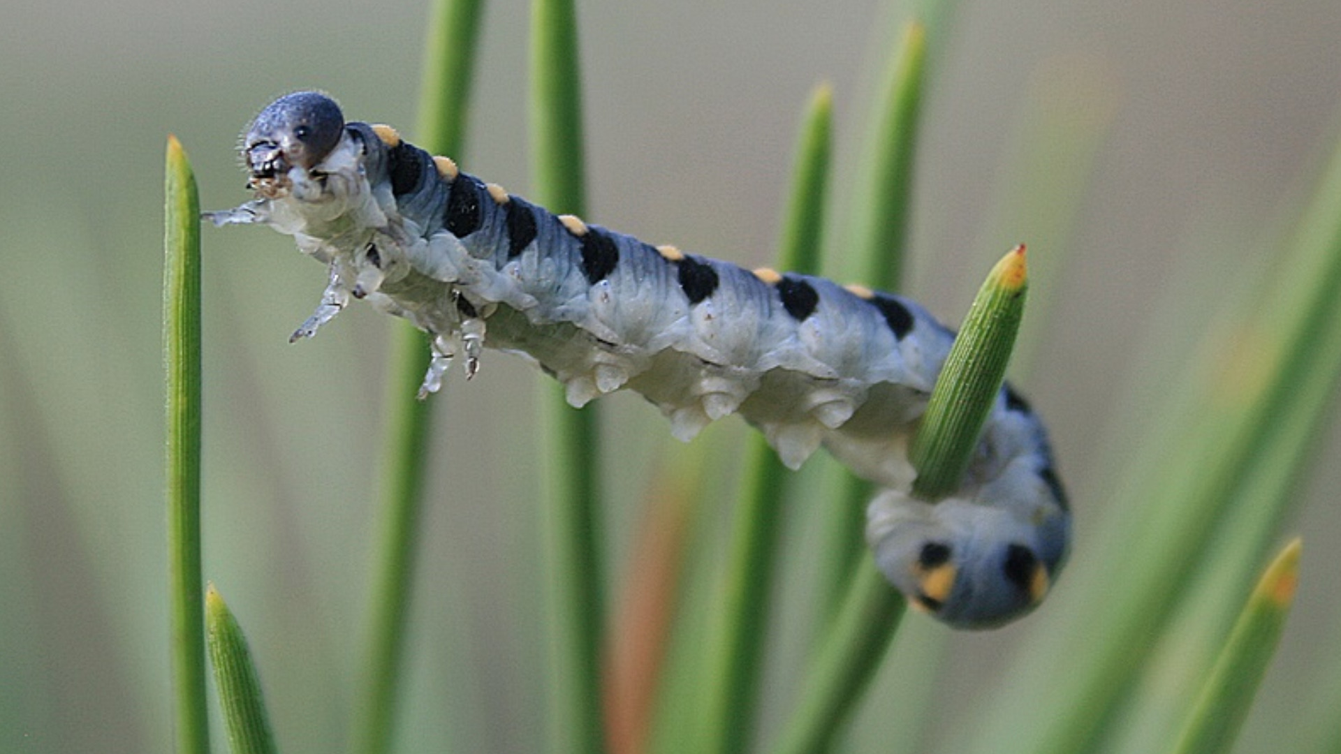 Animal Caterpillar 1920x1080