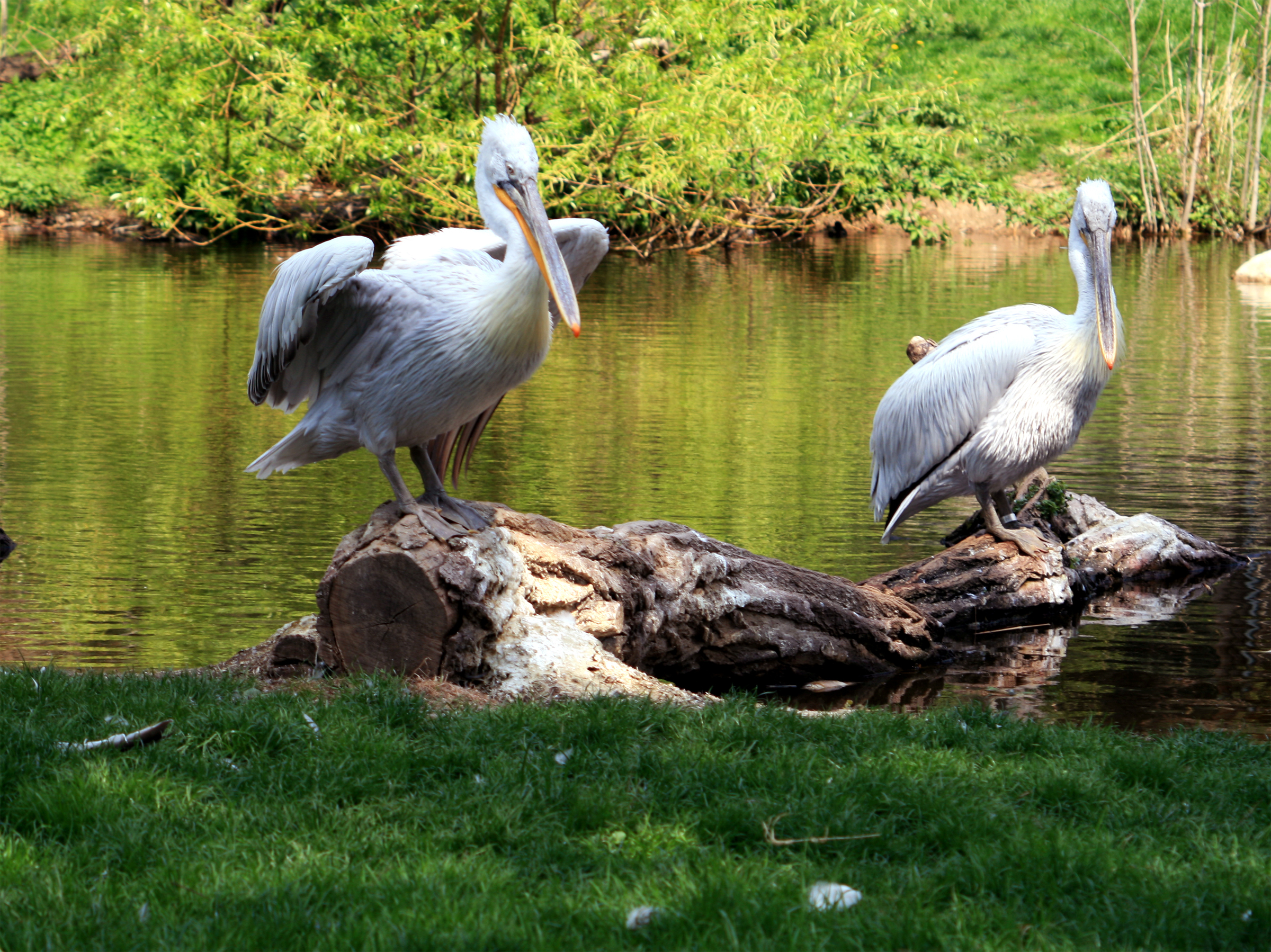 Animal Pelican 2400x1798