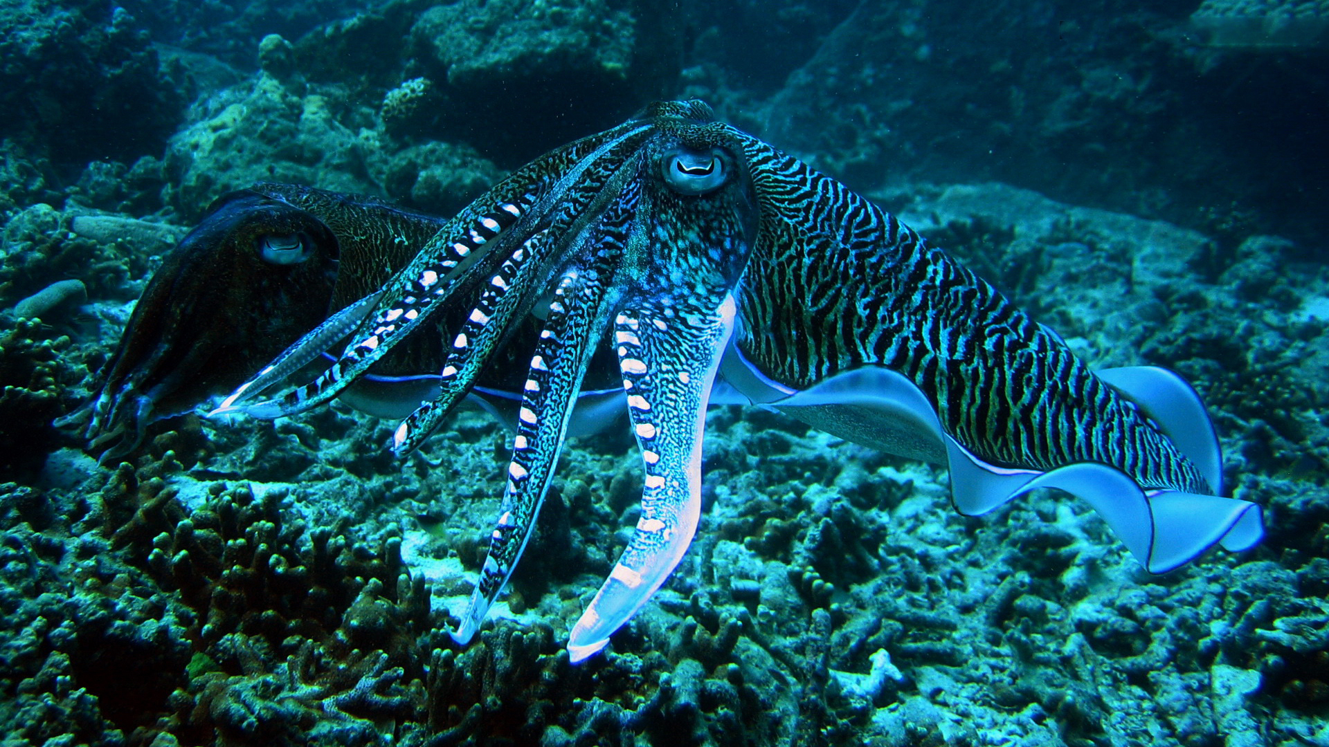 Animal Cuttlefish 1920x1080